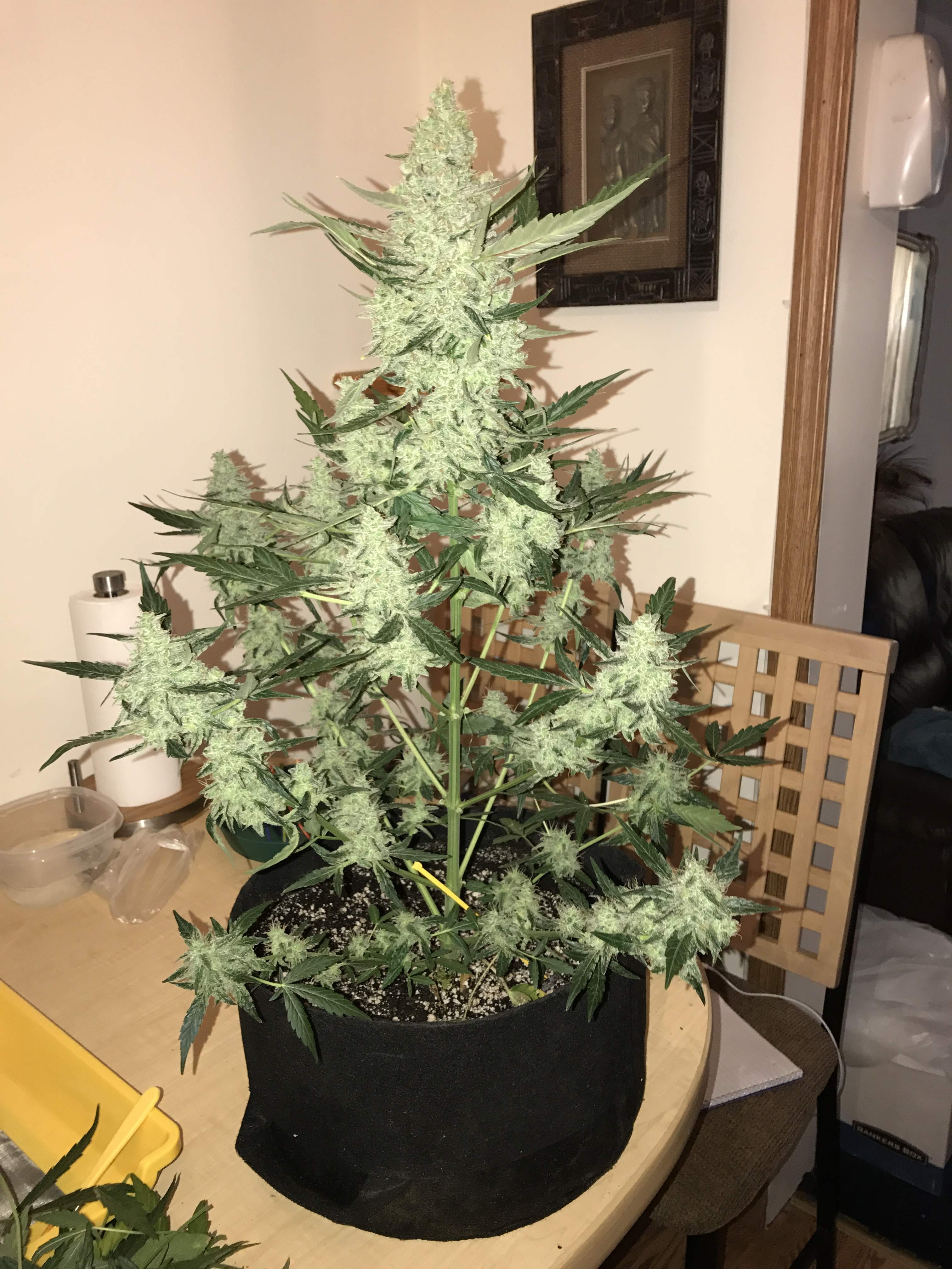 Fast Buds Green Crack Auto