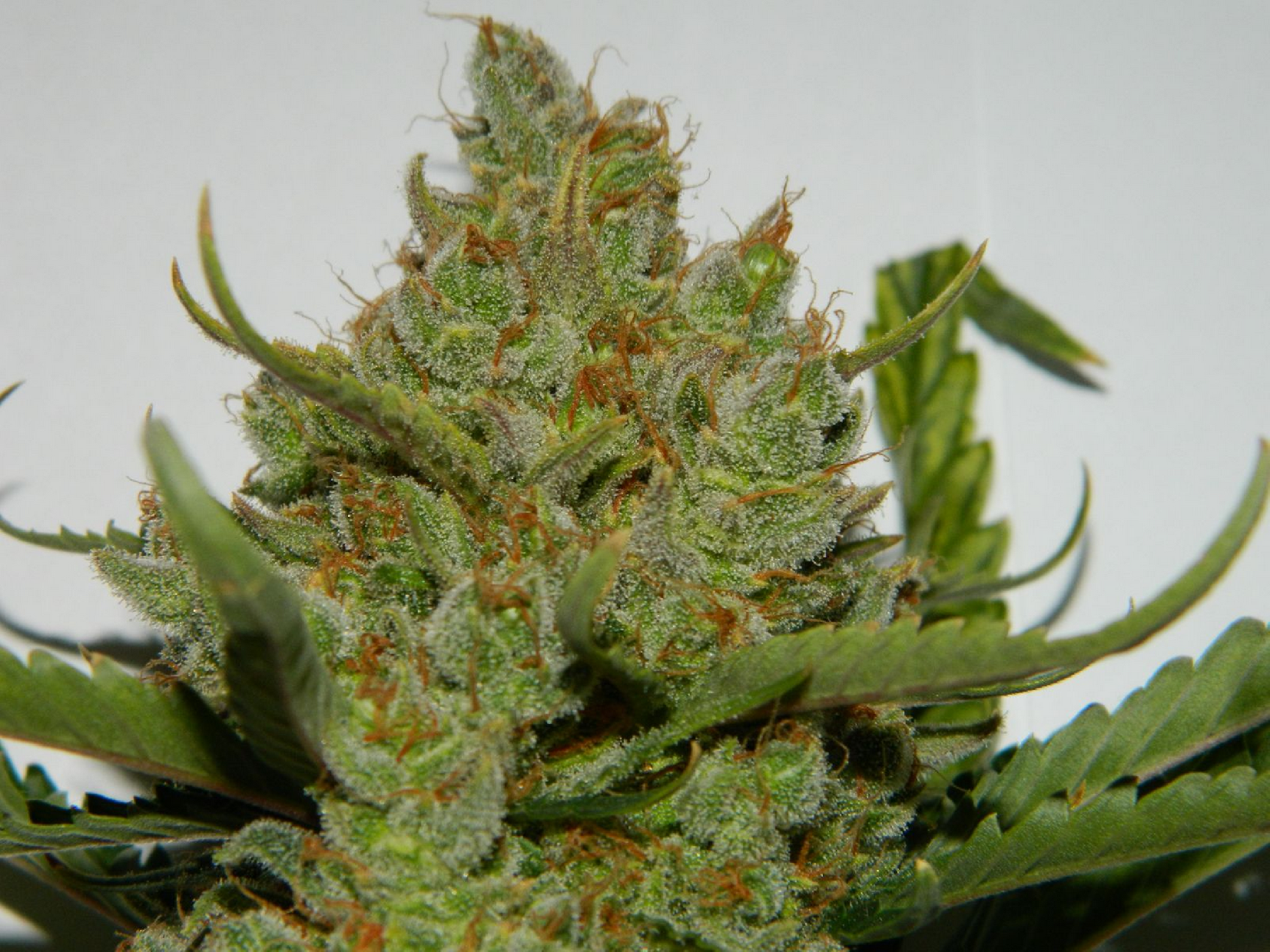 Fast Buds Green Crack Auto
