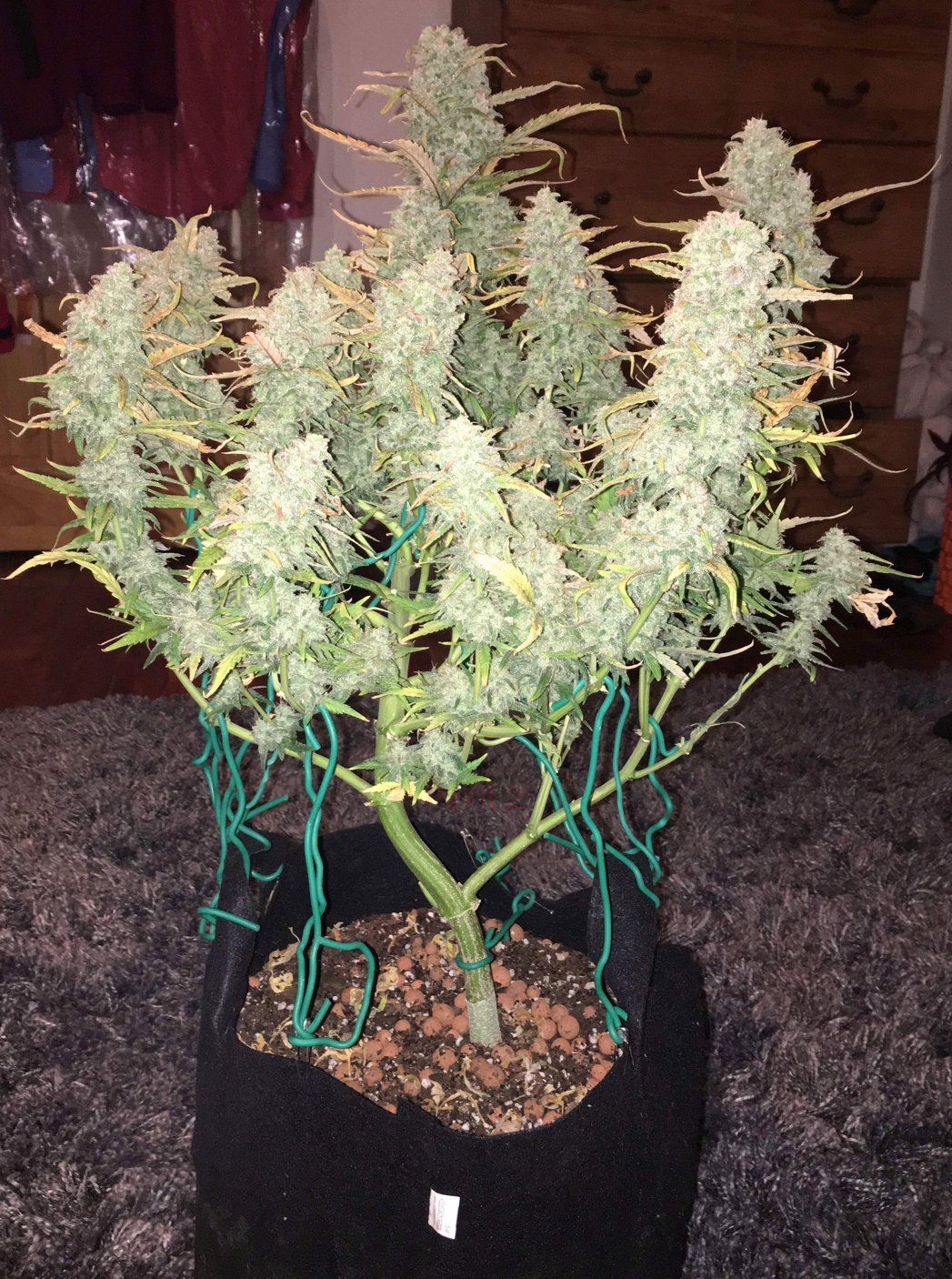 Fast Buds Green Crack Auto