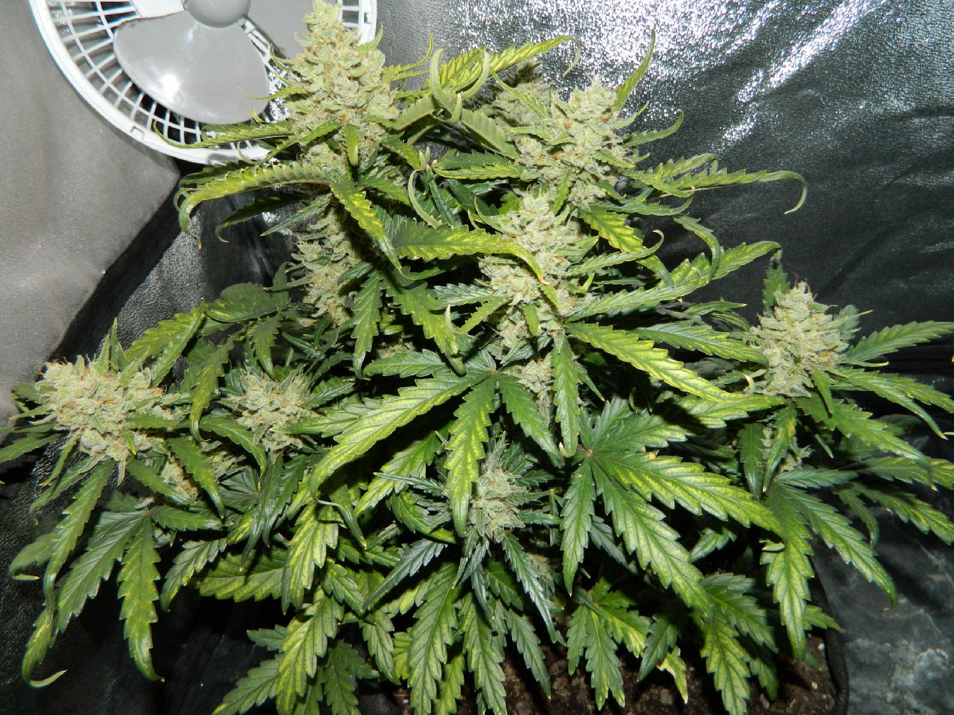Fast Buds Green Crack Auto