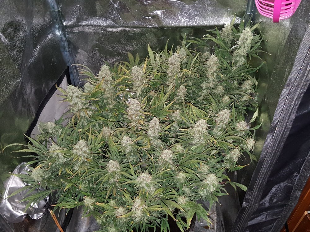 Fast Buds Grapefruit´matic Auto