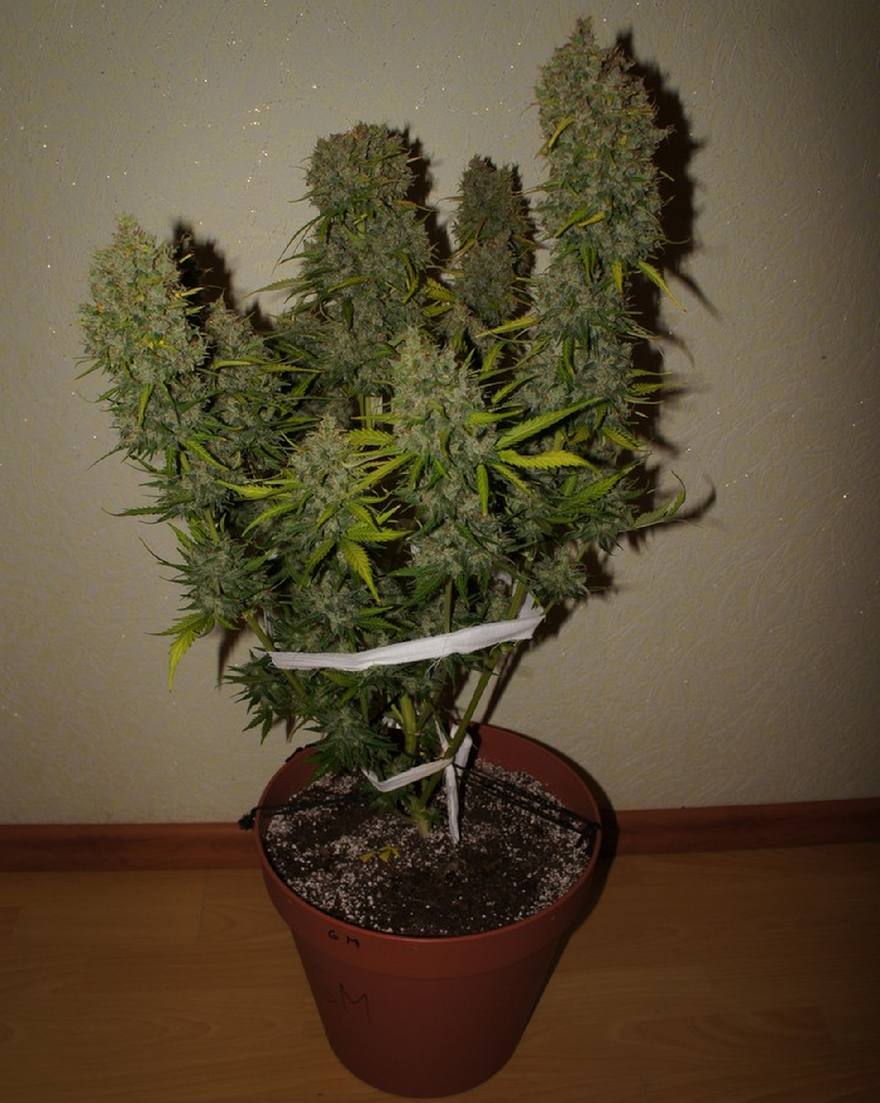 Fast Buds Grapefruit´matic Auto