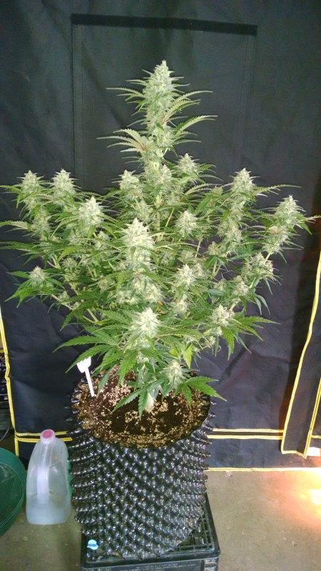 Fast Buds Grapefruit´matic Auto