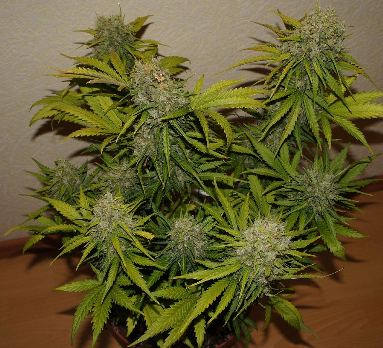 Fast Buds Grapefruit´matic Auto