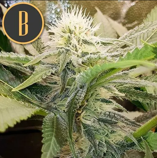 Blimburn Seeds Sour Diesel Feminisiert