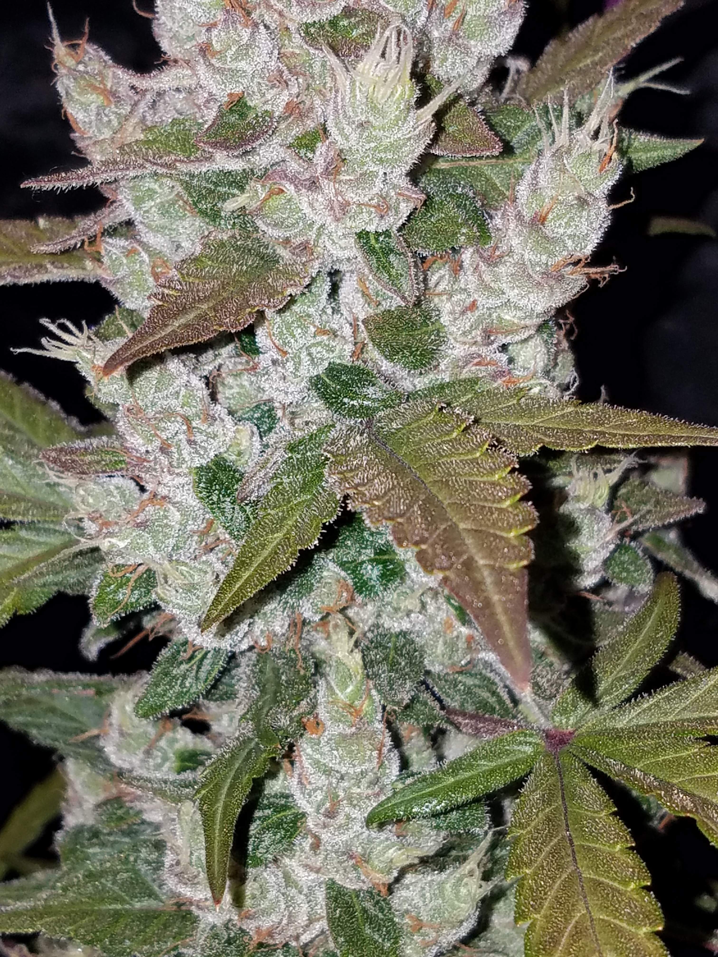 Fast Buds Girl Scout Cookies Auto