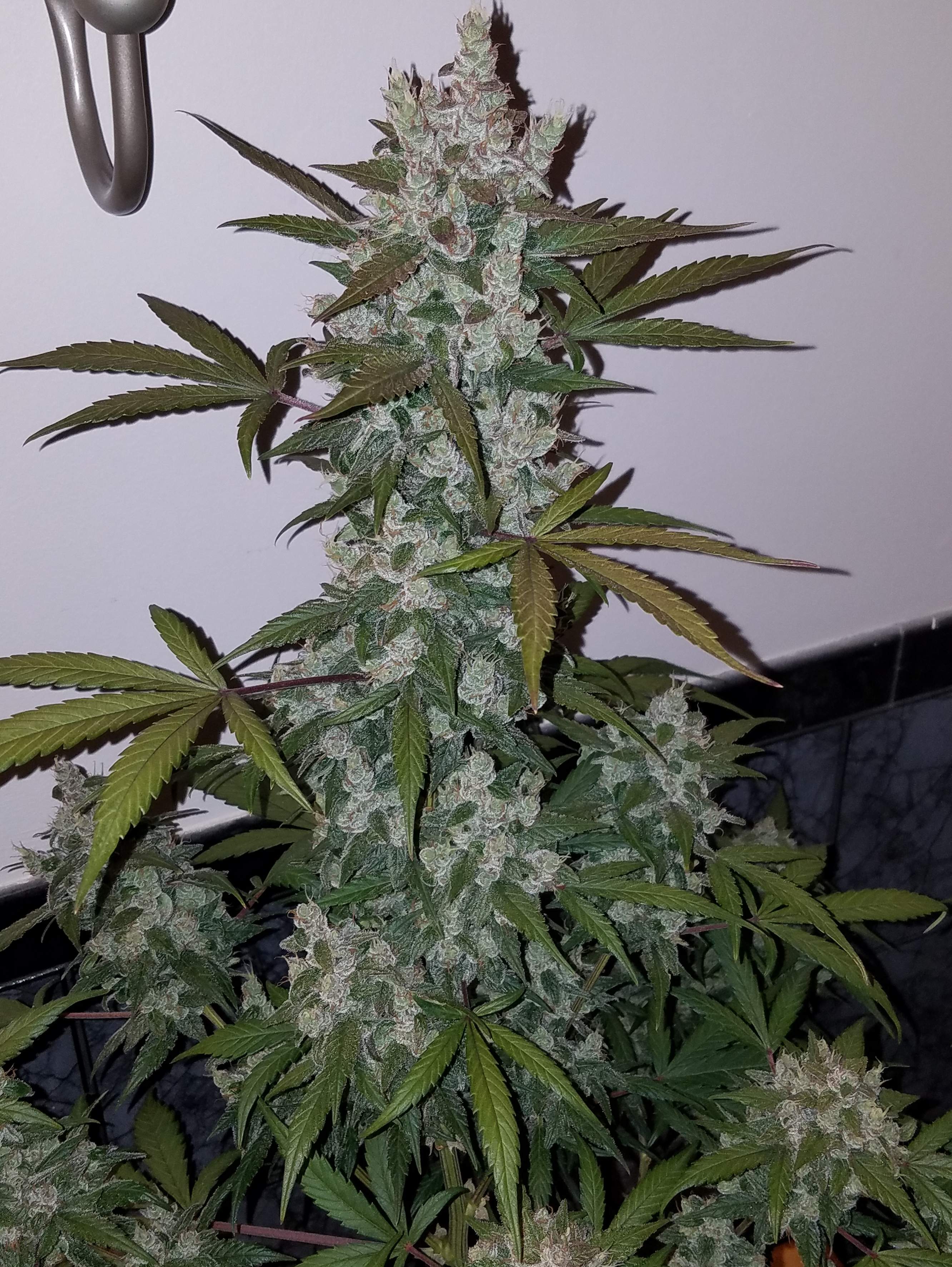 Fast Buds Girl Scout Cookies Auto