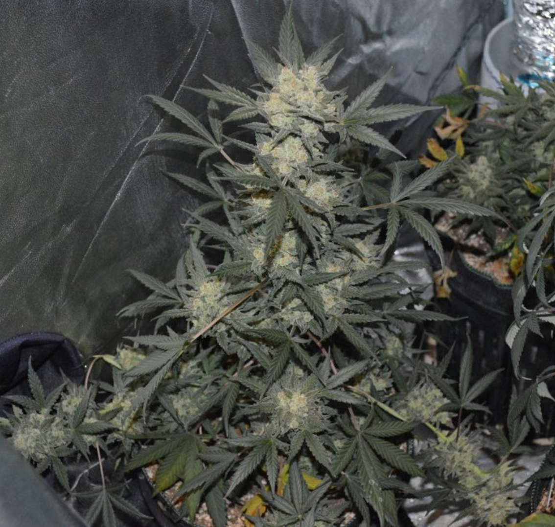 Fast Buds Girl Scout Cookies Auto