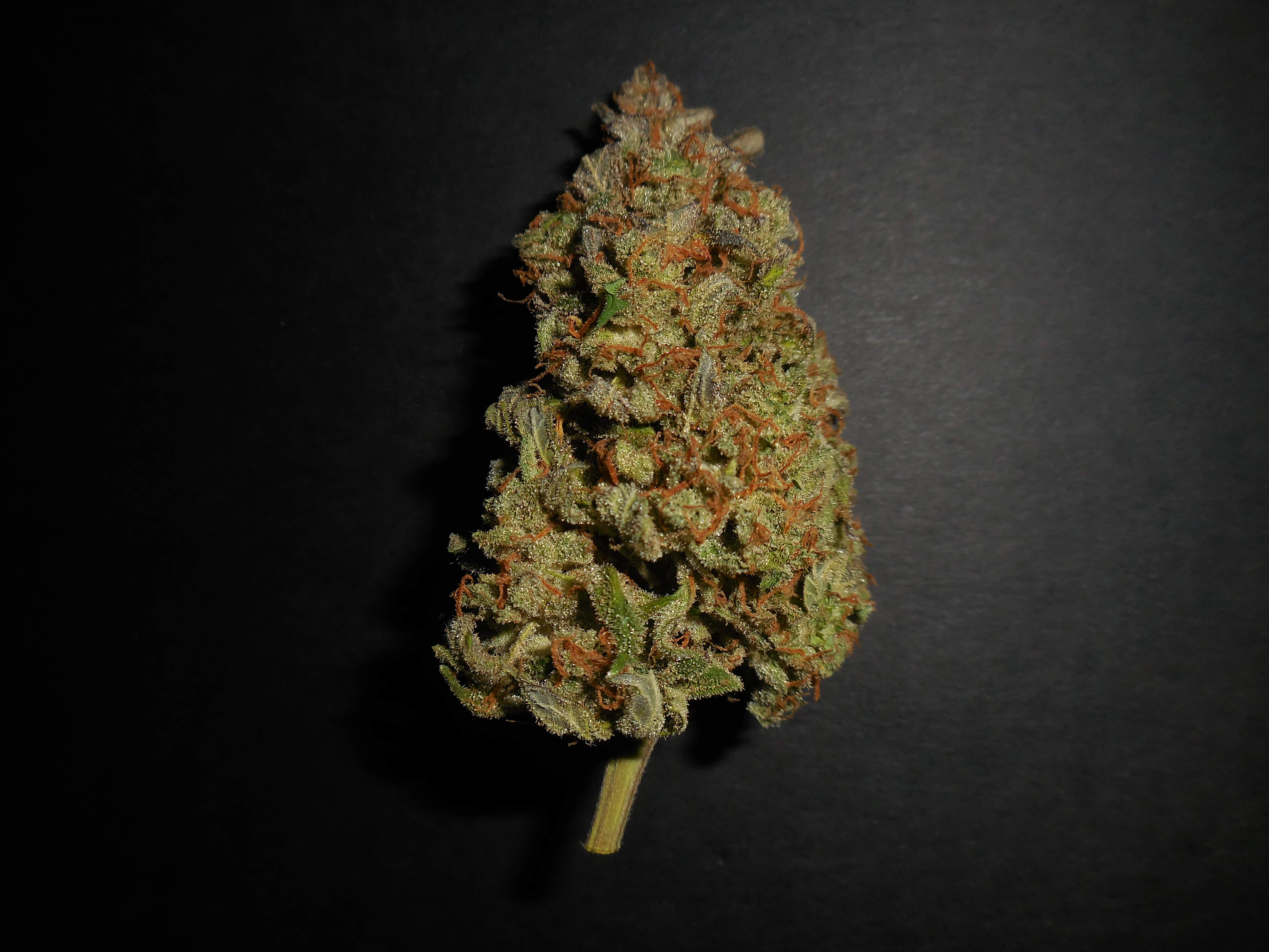 Fast Buds Lemon AK Auto