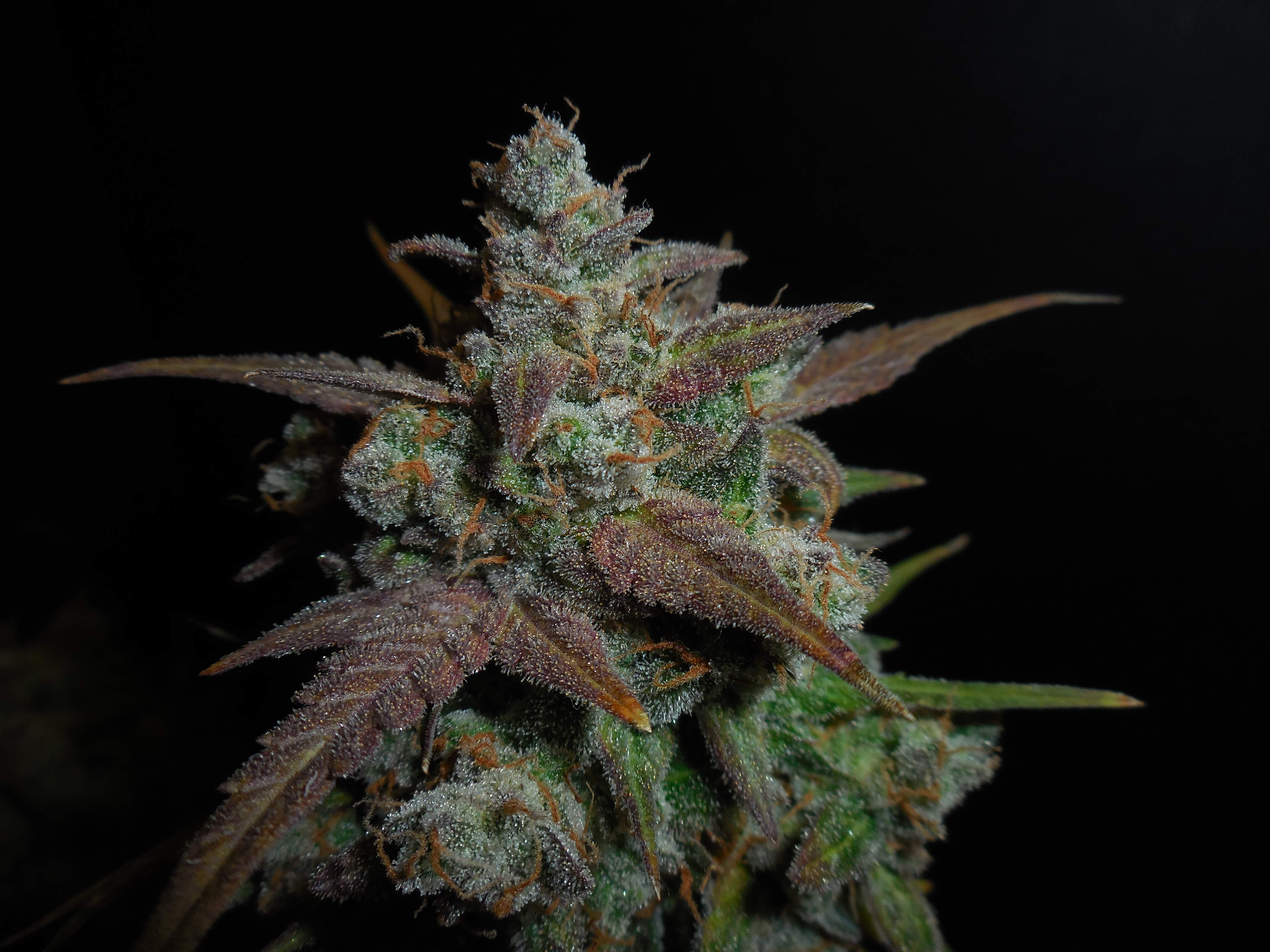 Fast Buds Lemon AK Auto