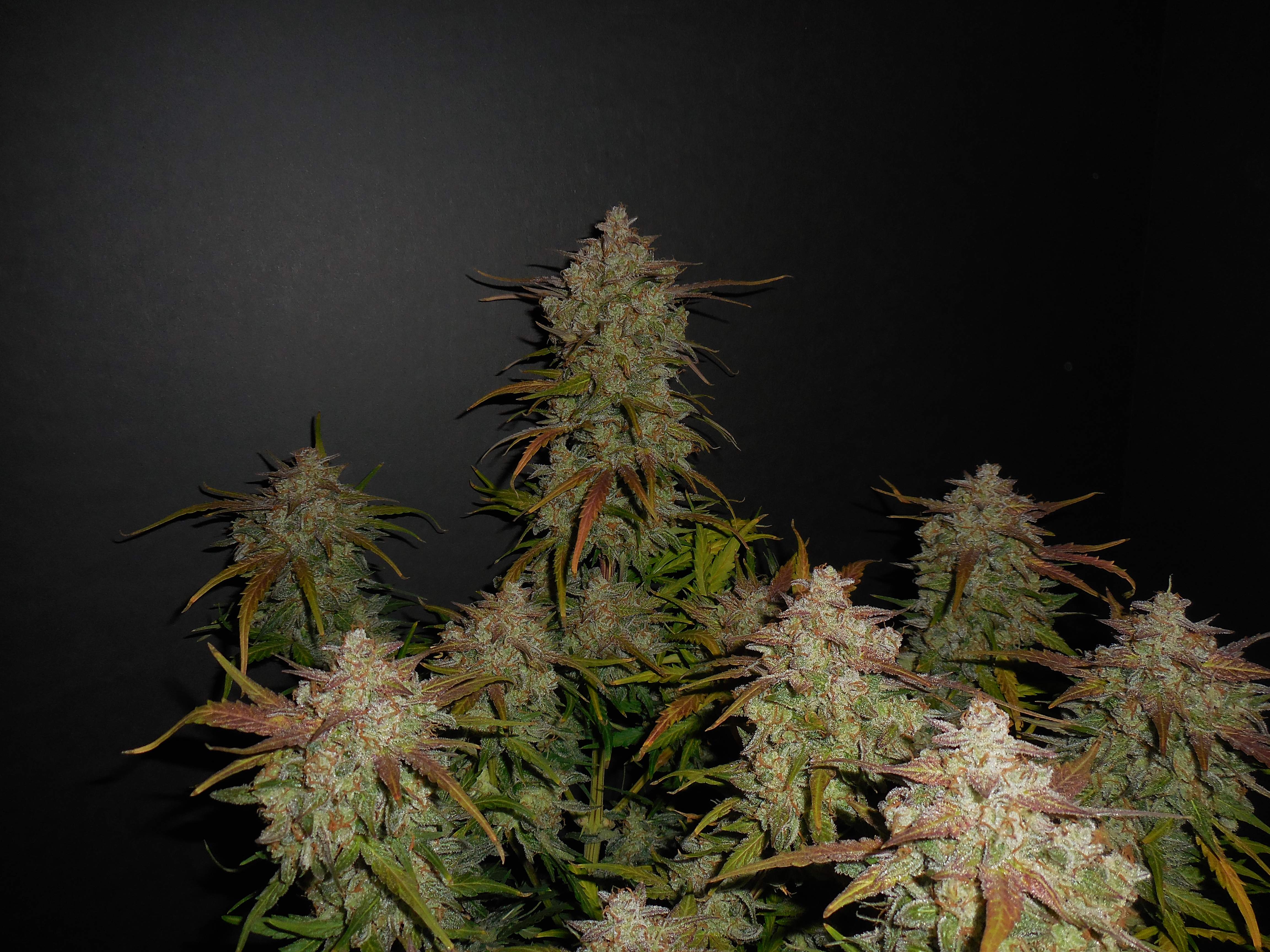 Fast Buds Lemon AK Auto