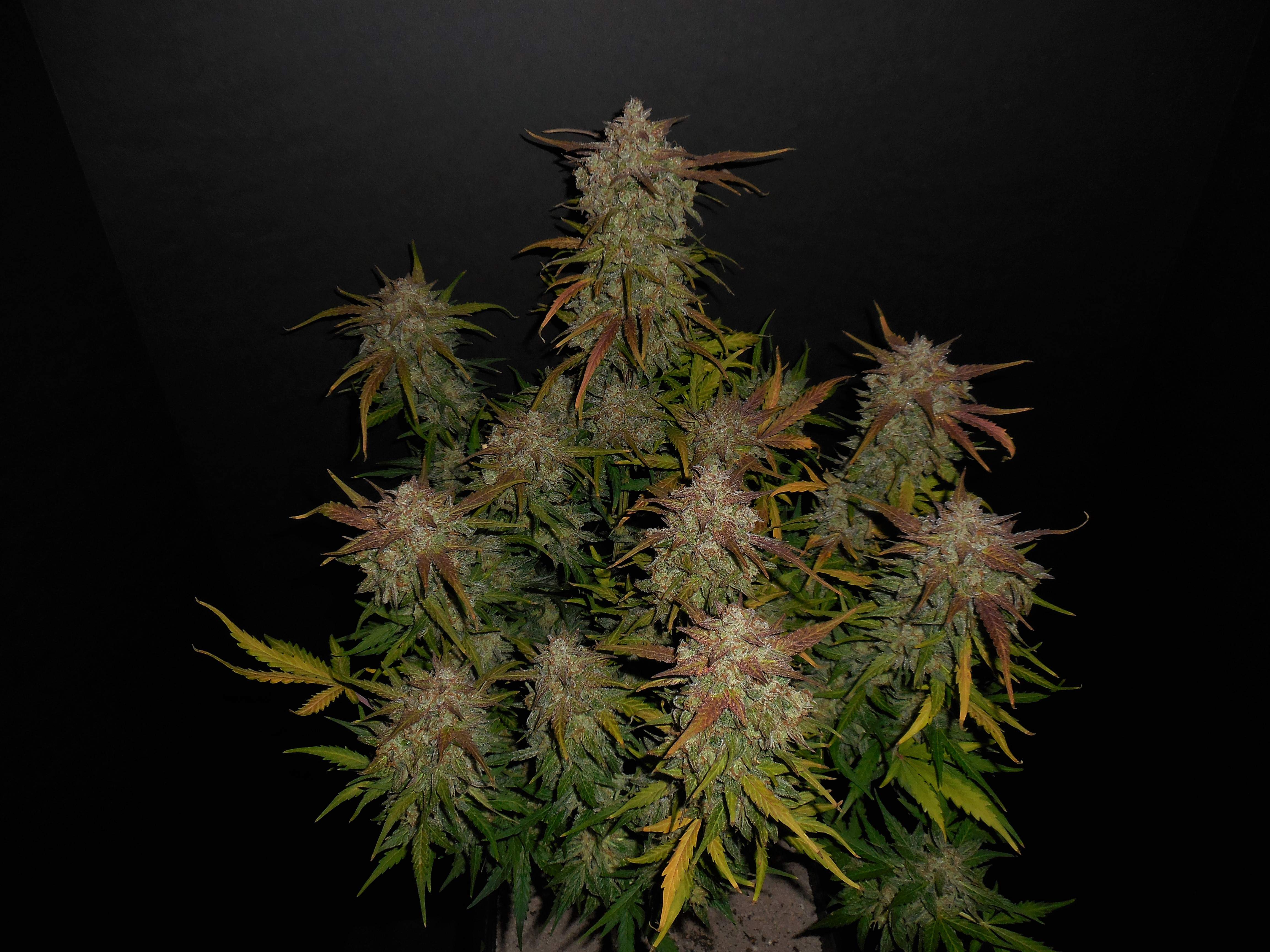 Fast Buds Lemon AK Auto