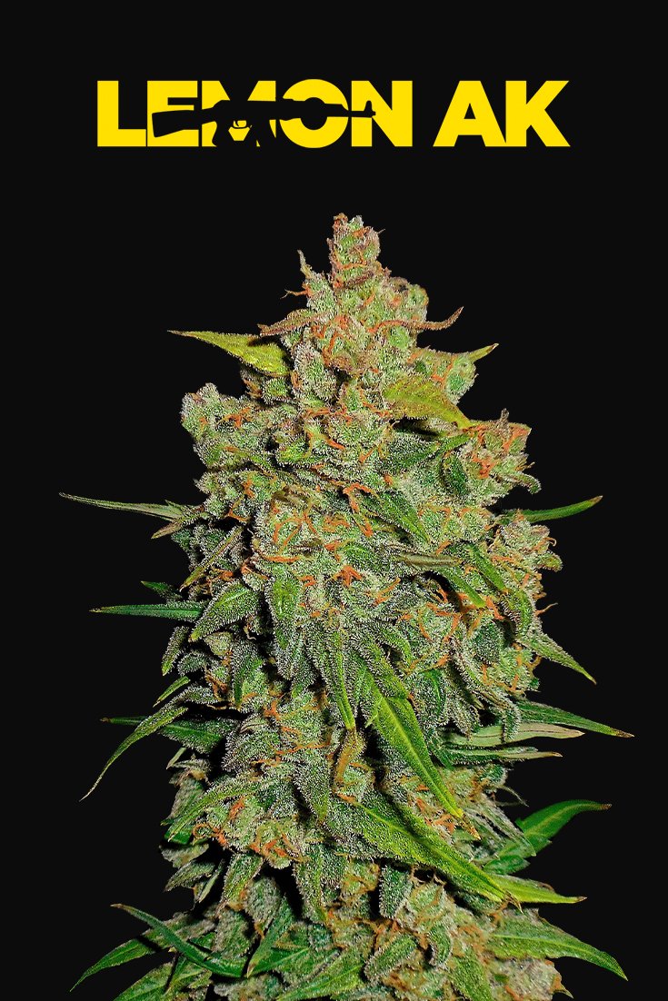 Fast Buds Lemon AK Auto
