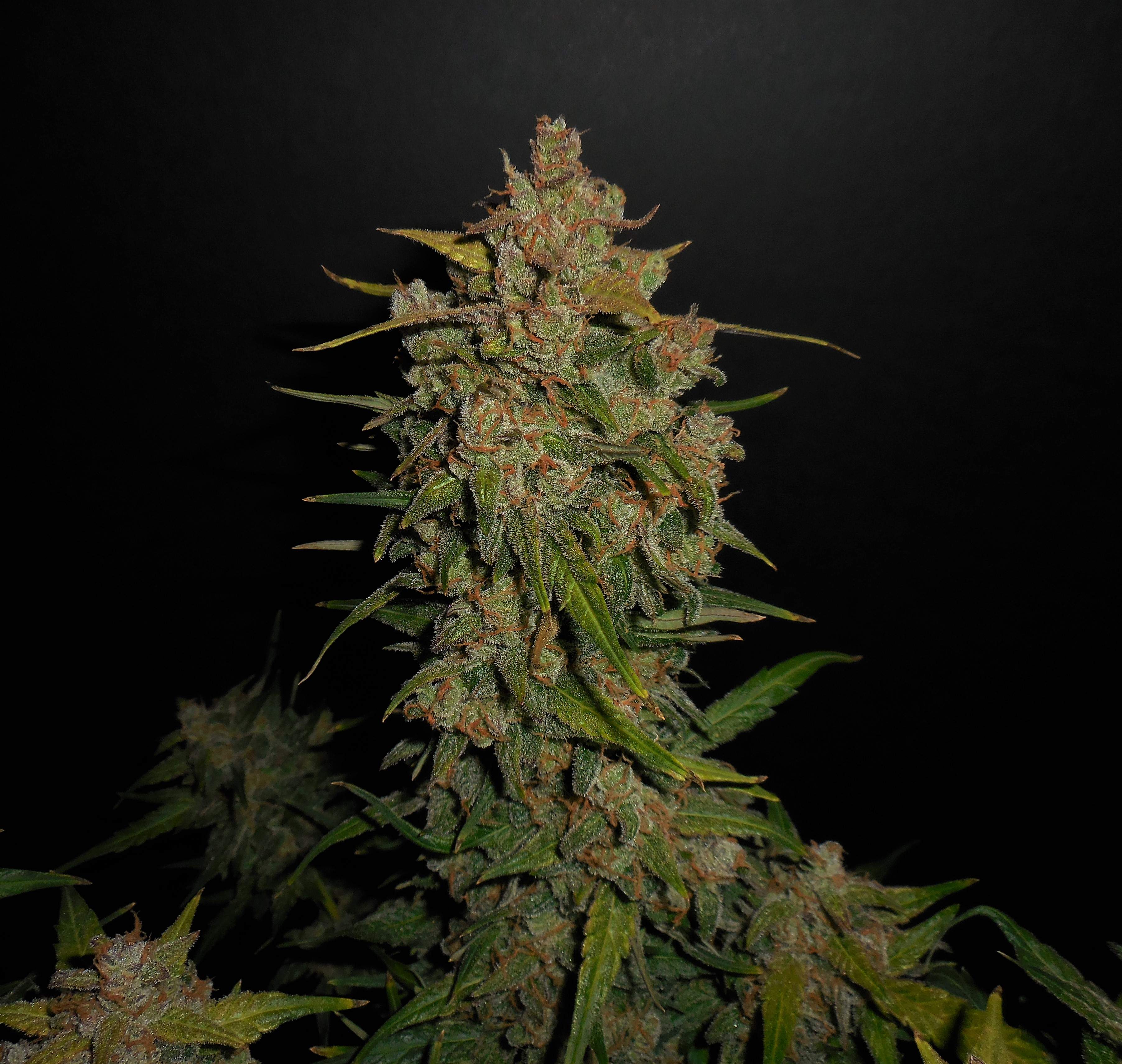Fast Buds Lemon AK Auto