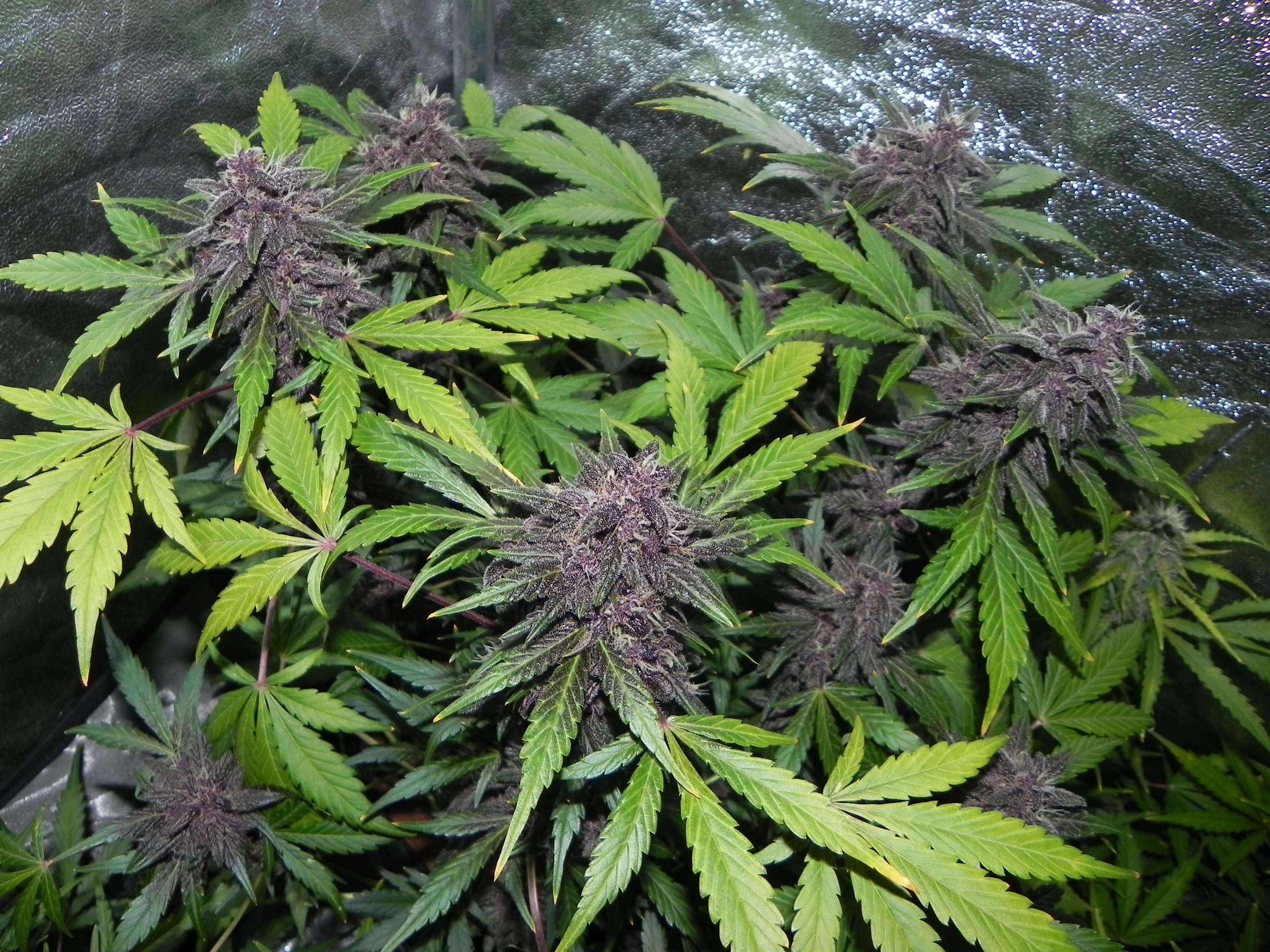Fast Buds LSD-25 Auto