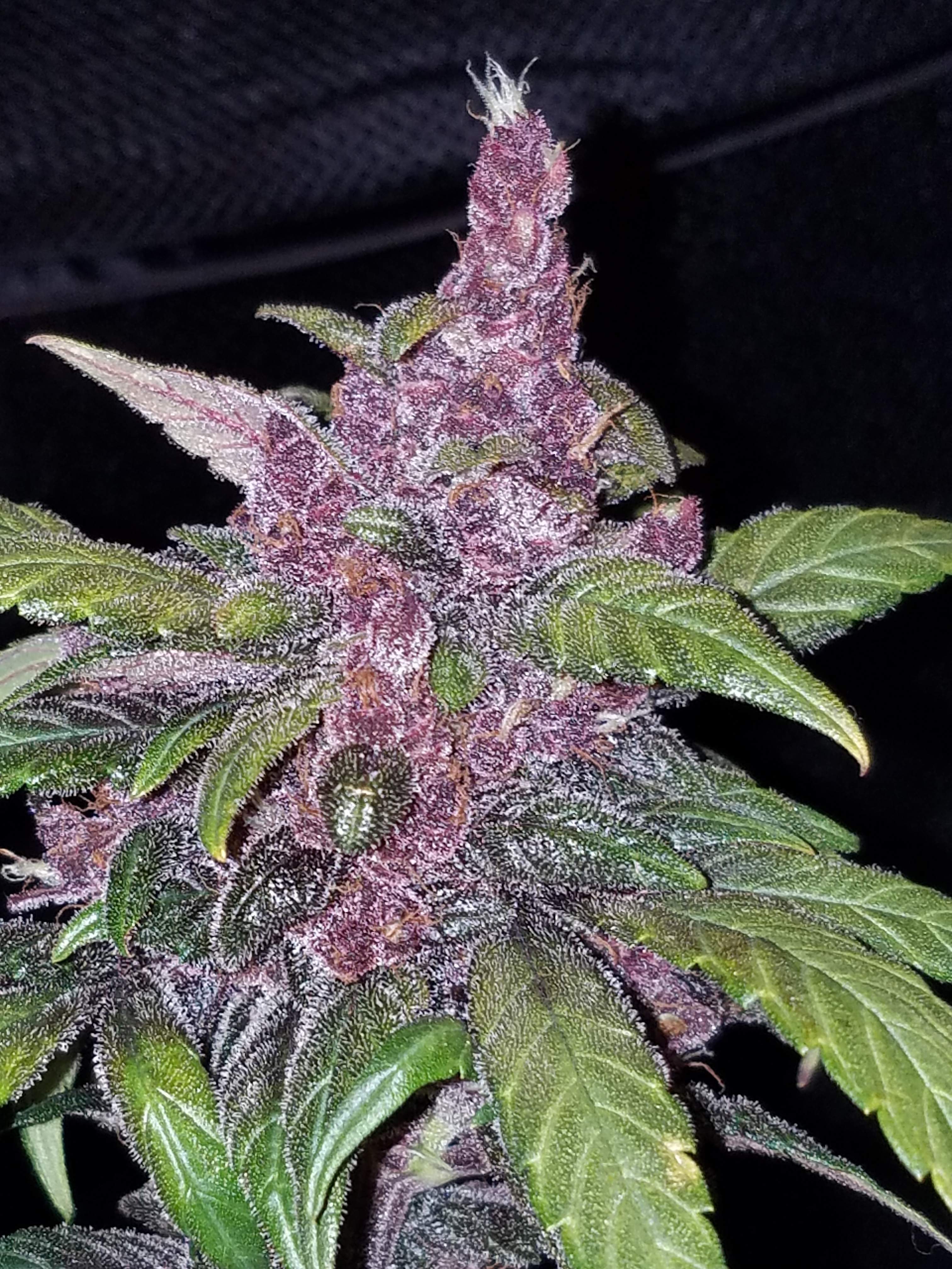 Fast Buds LSD-25 Auto