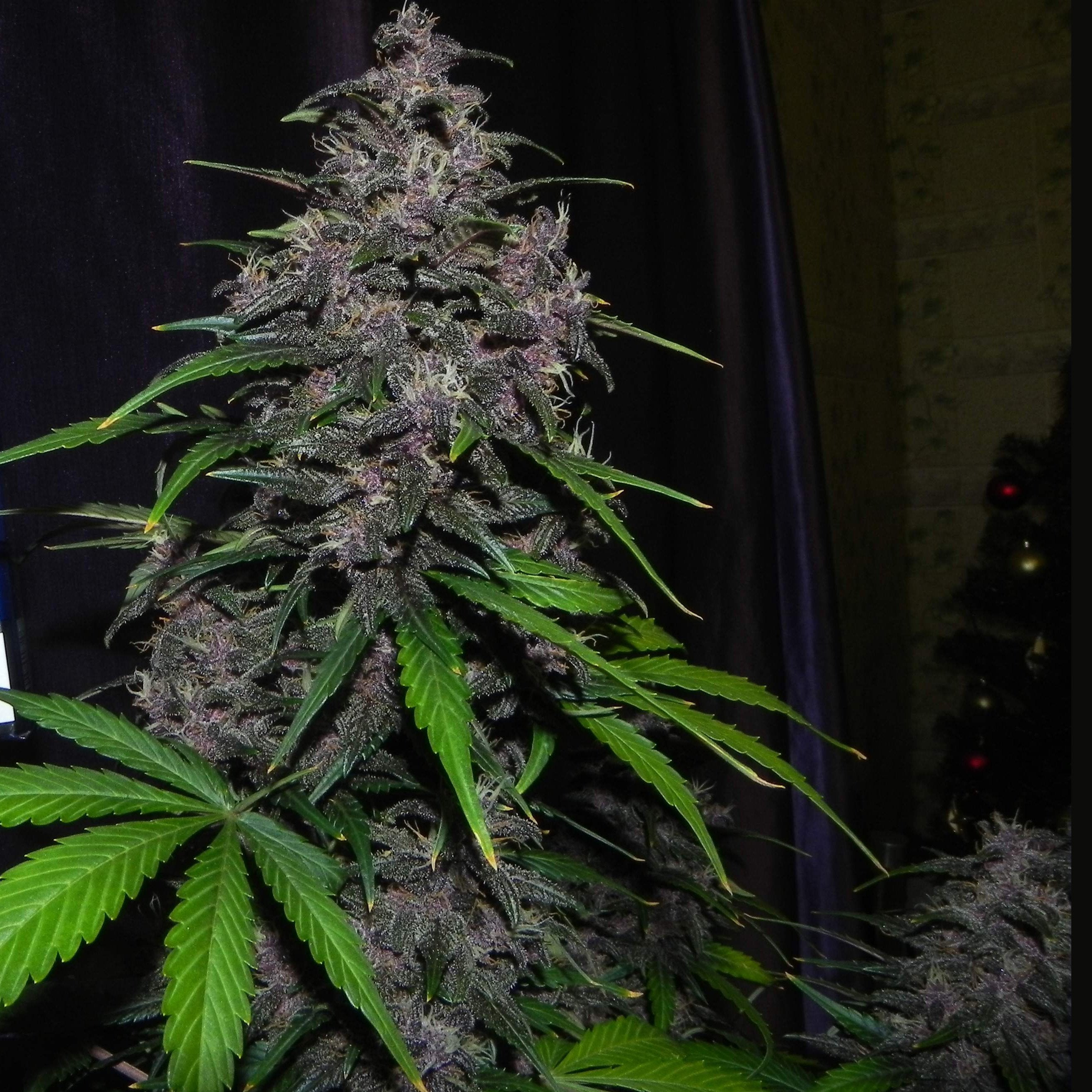 Fast Buds LSD-25 Auto