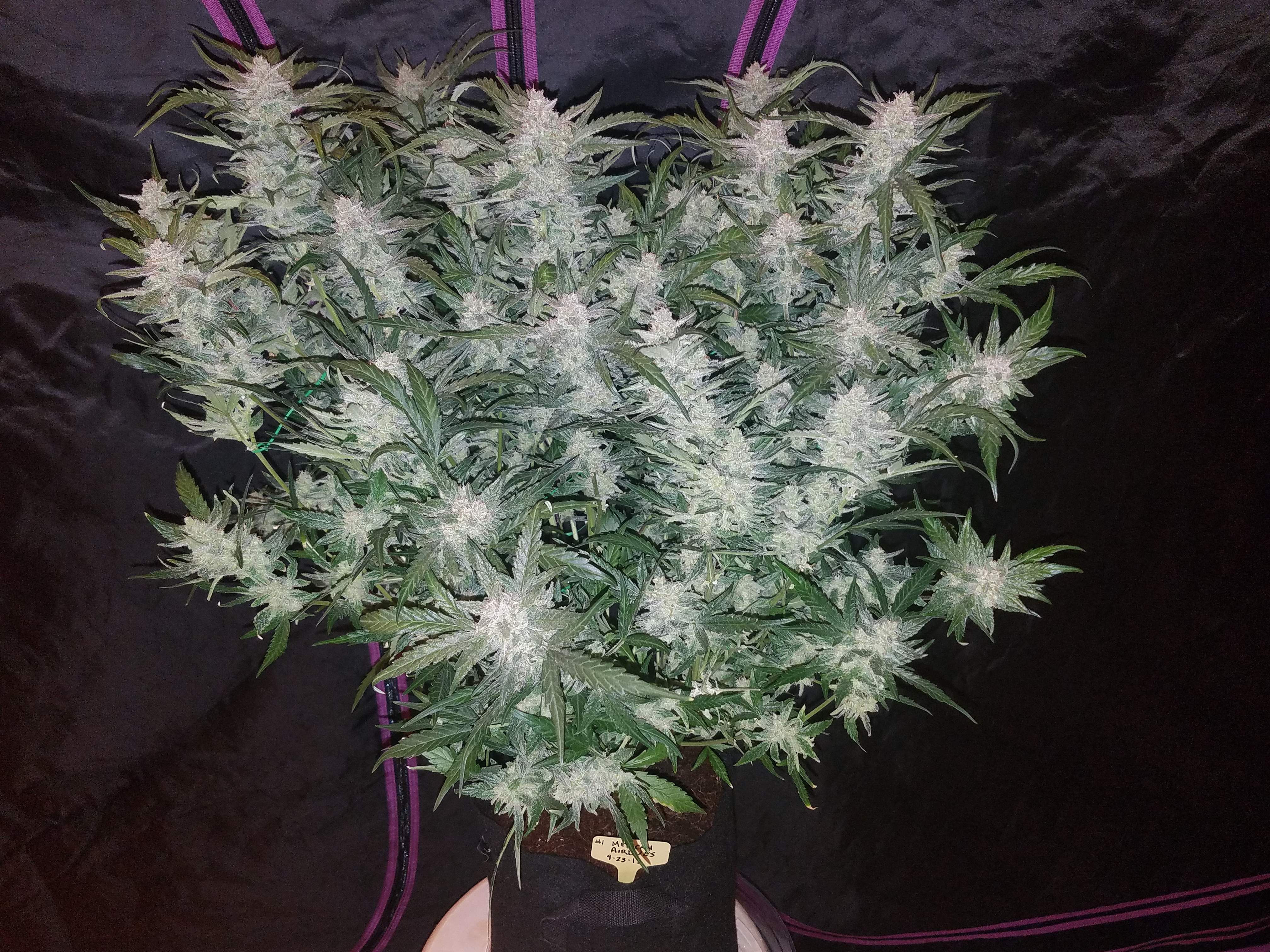 Fast Buds Mexican Airlines Auto