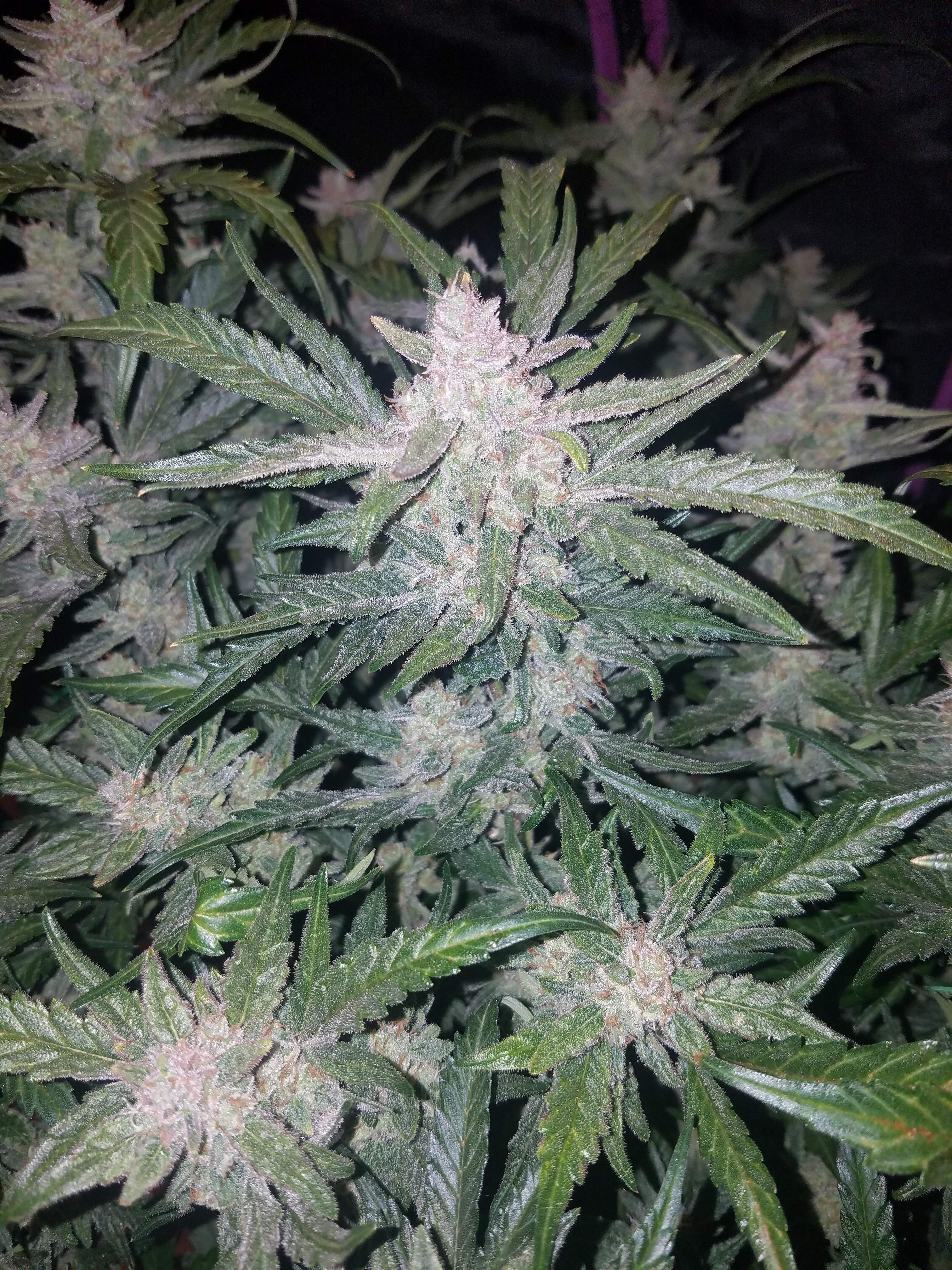 Fast Buds Mexican Airlines Auto