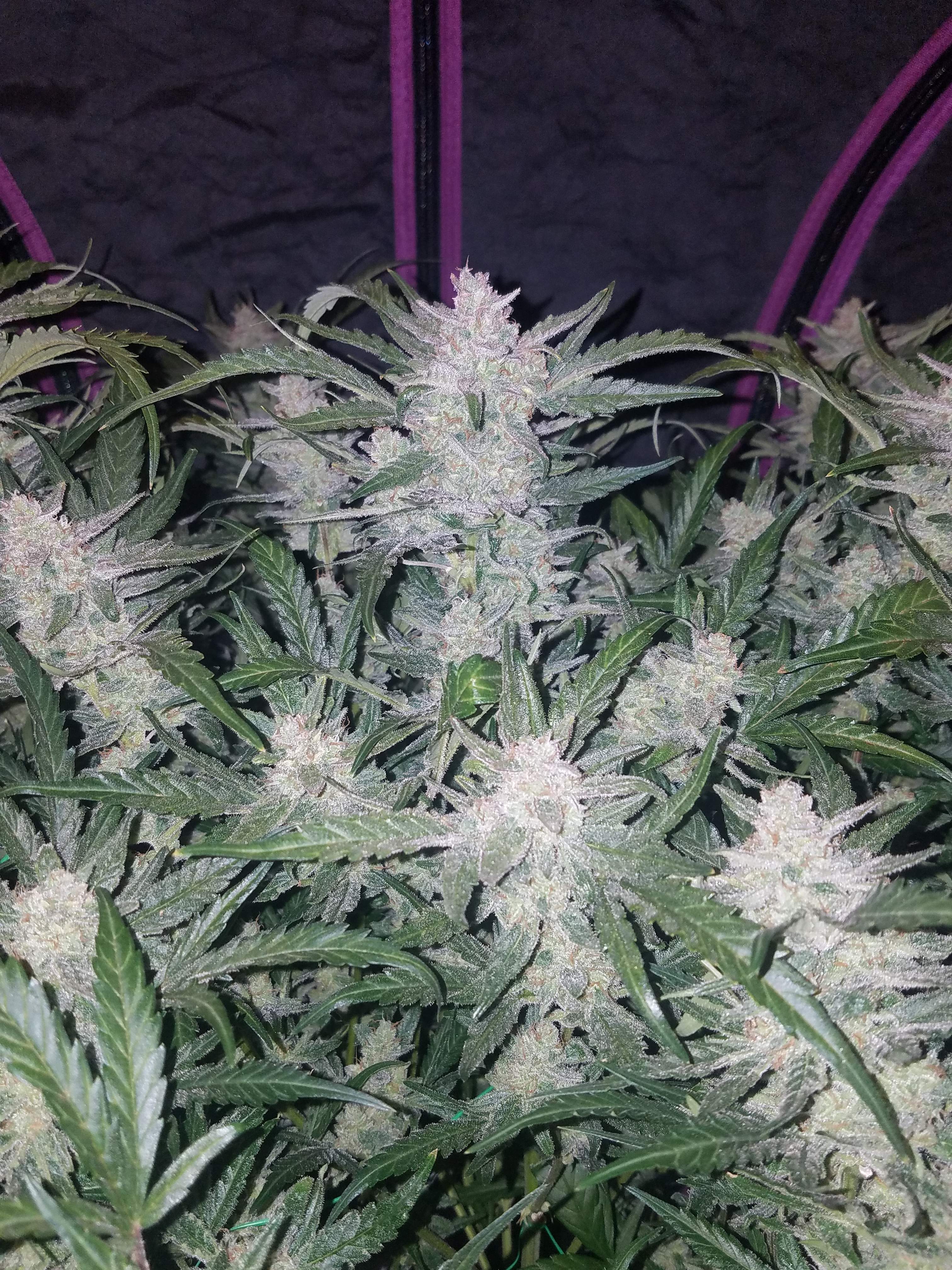 Fast Buds Mexican Airlines Auto