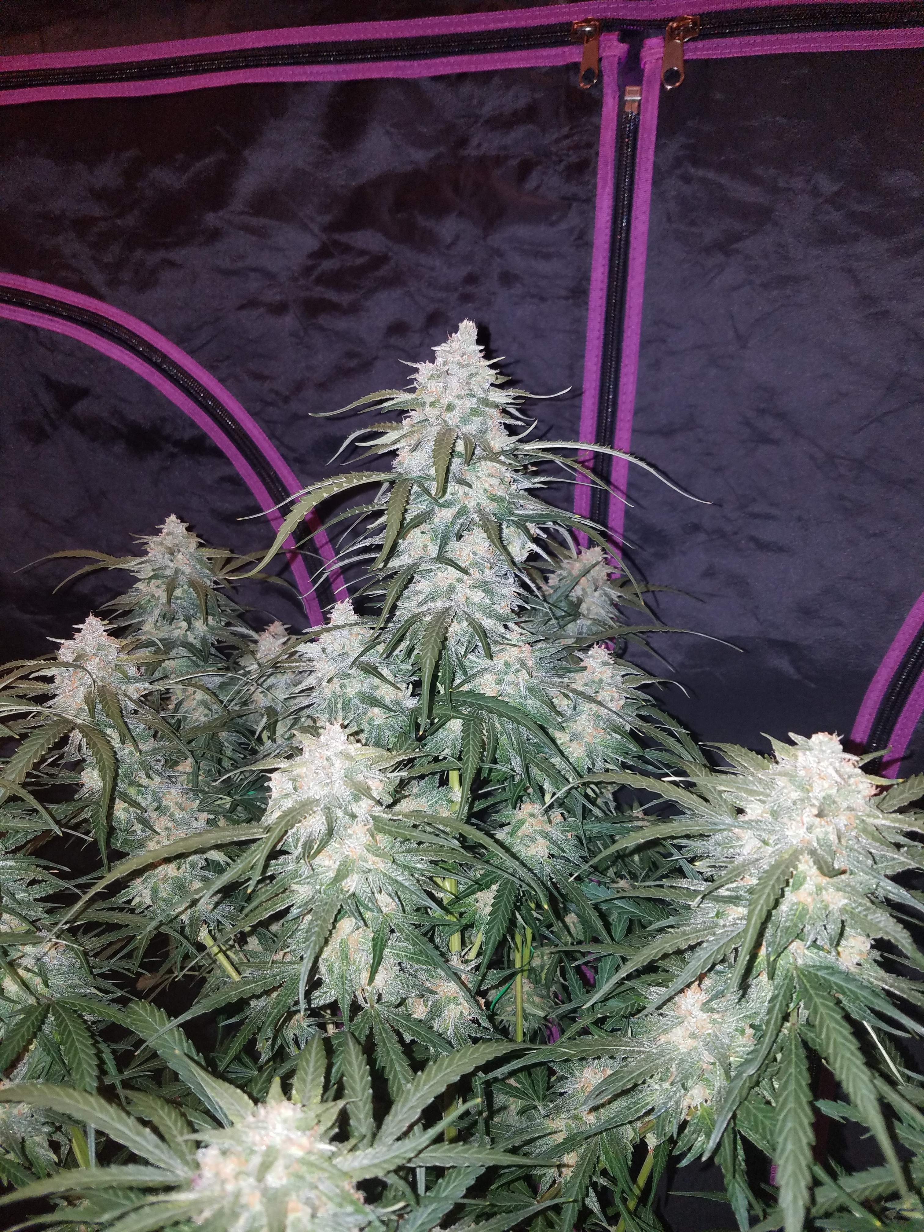 Fast Buds Pineapple Express Auto