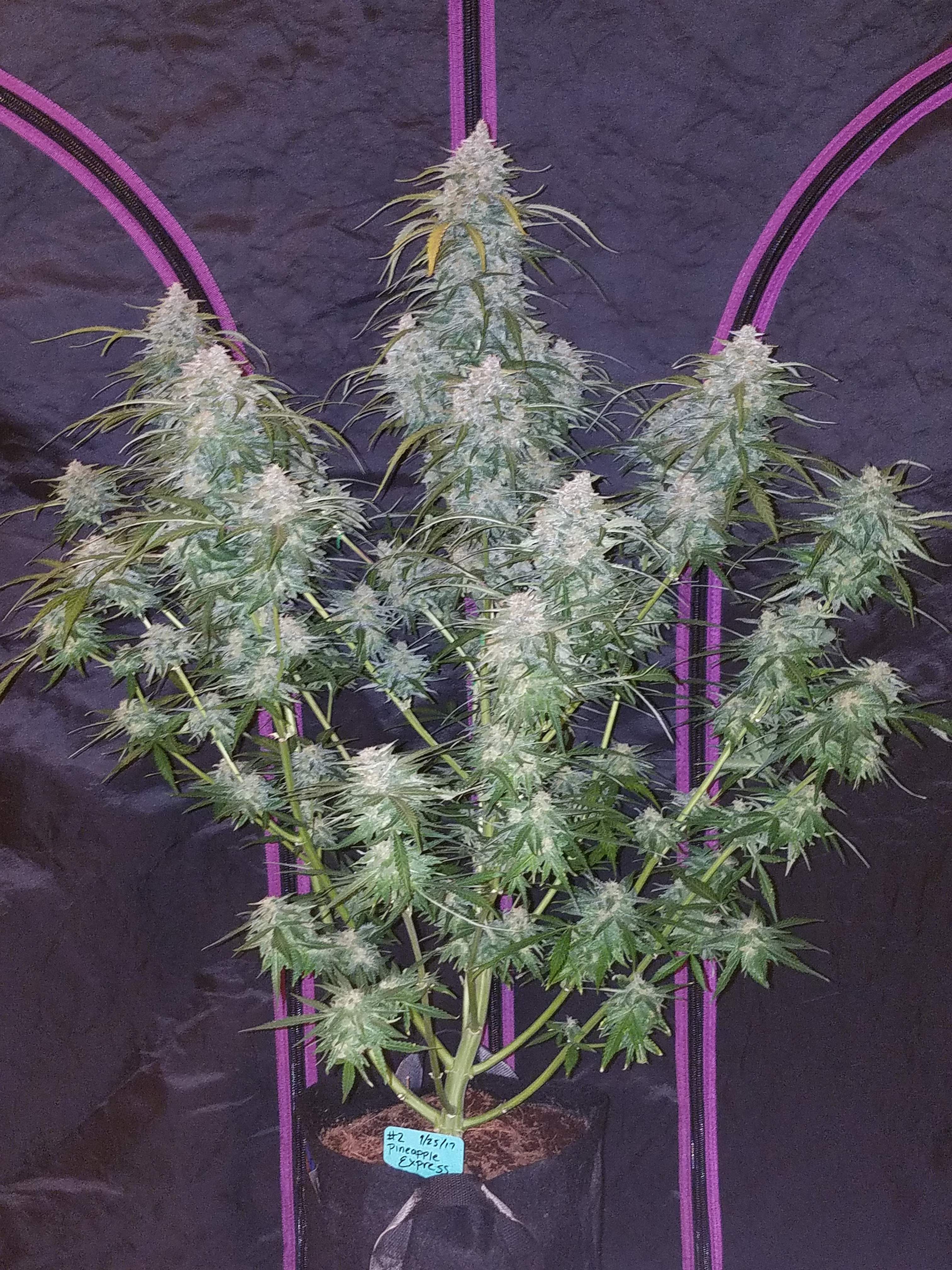 Fast Buds Pineapple Express Auto