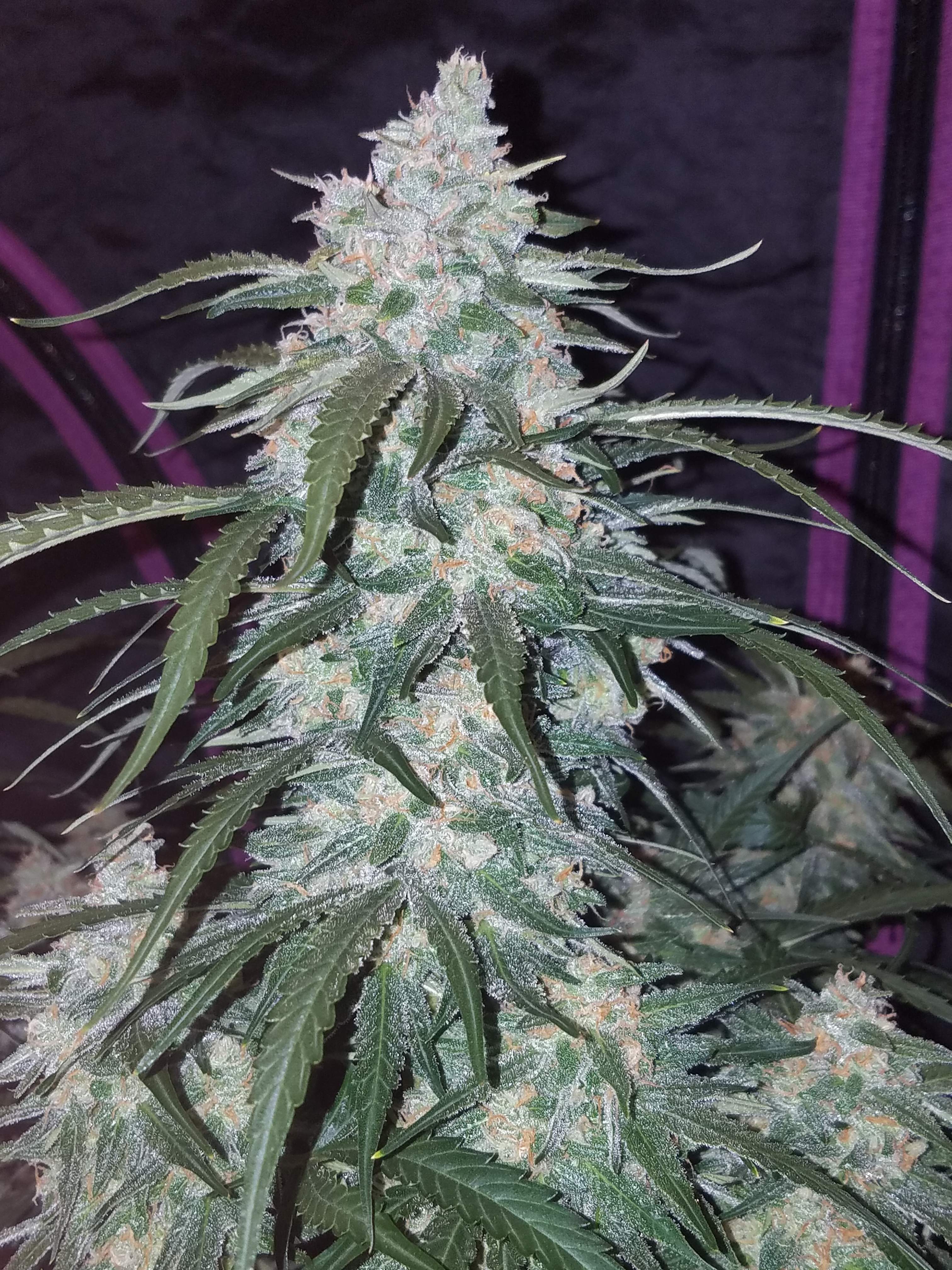 Fast Buds Pineapple Express Auto
