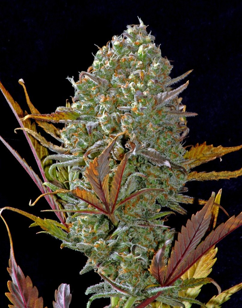 Fast Buds Pineapple Express Auto