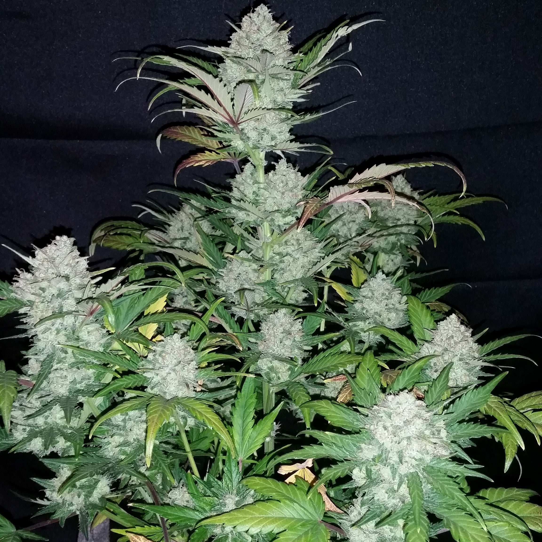 Fast Buds Pineapple Express Auto