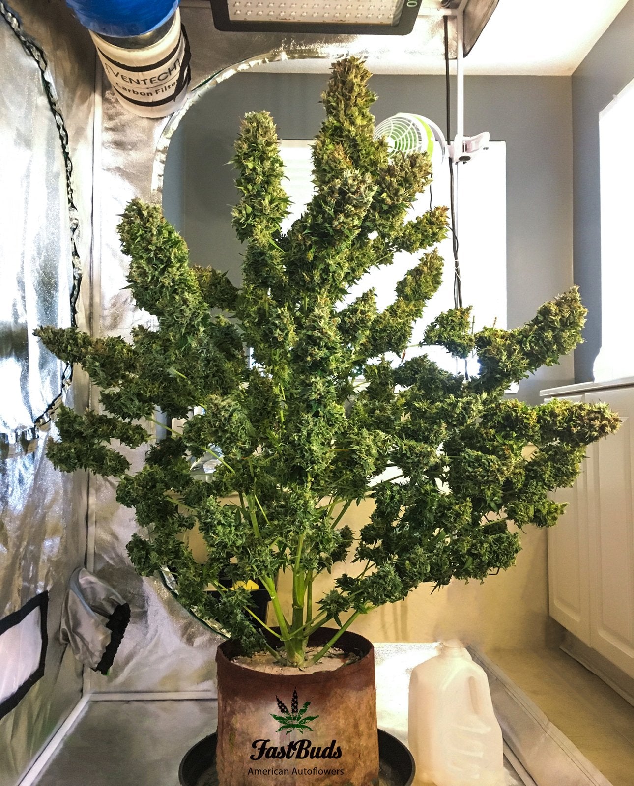 Fast Buds Pineapple Express Auto