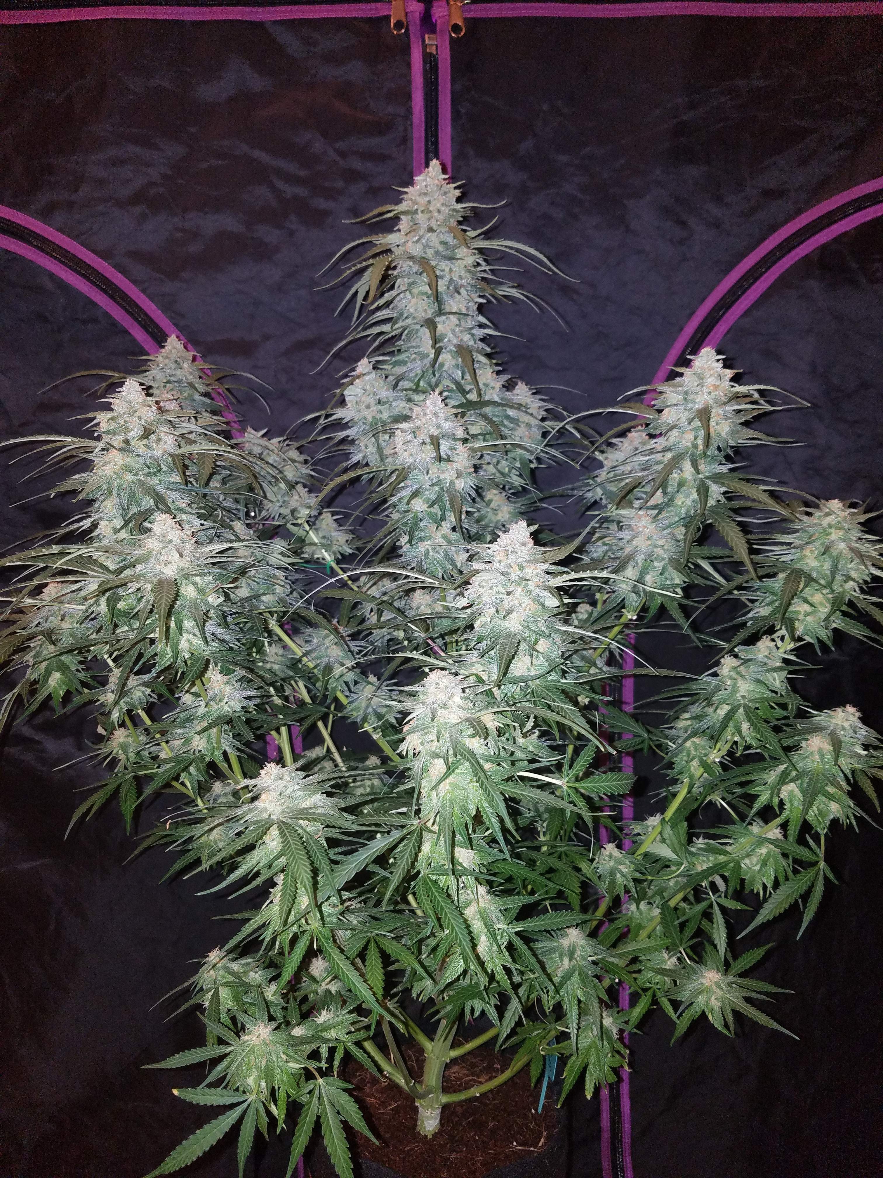 Fast Buds Pineapple Express Auto
