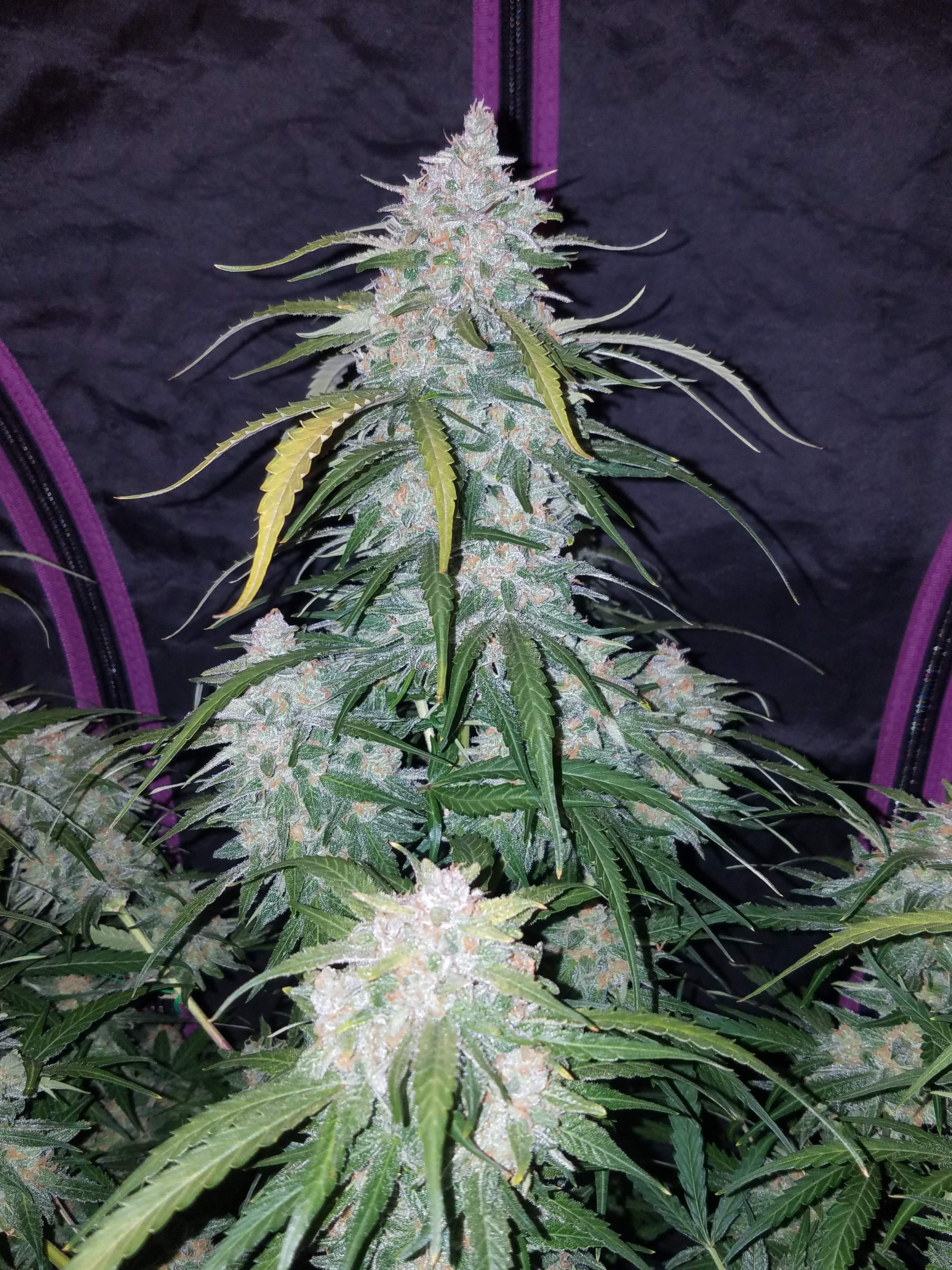 Fast Buds Pineapple Express Auto