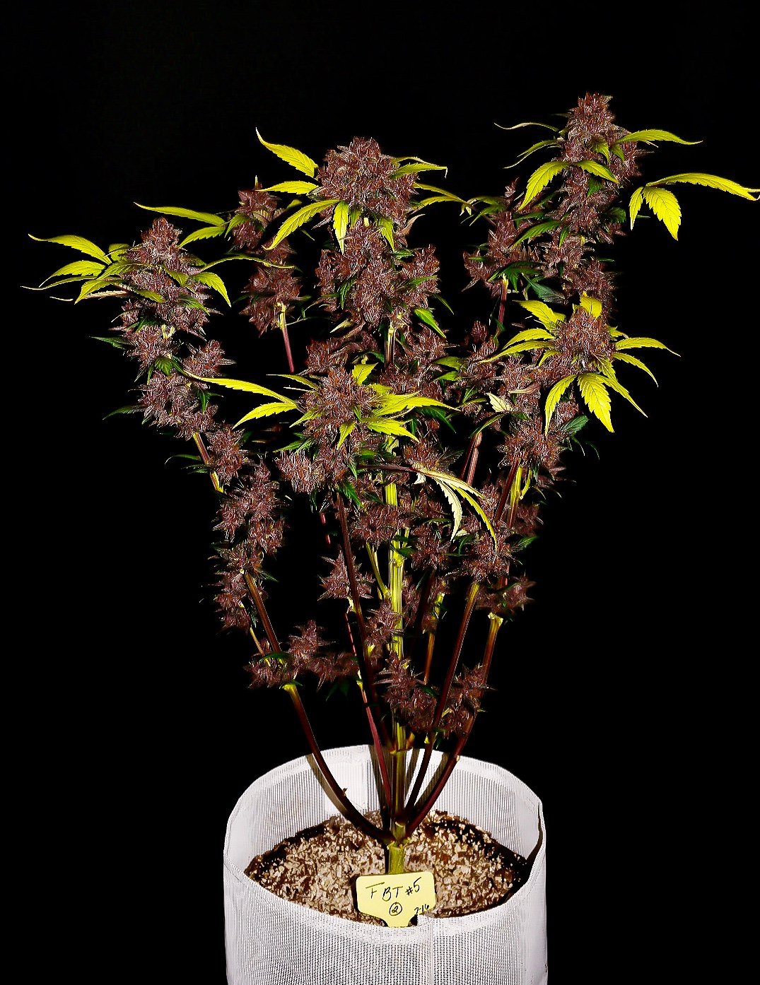Fast Buds Purple Lemonade Auto