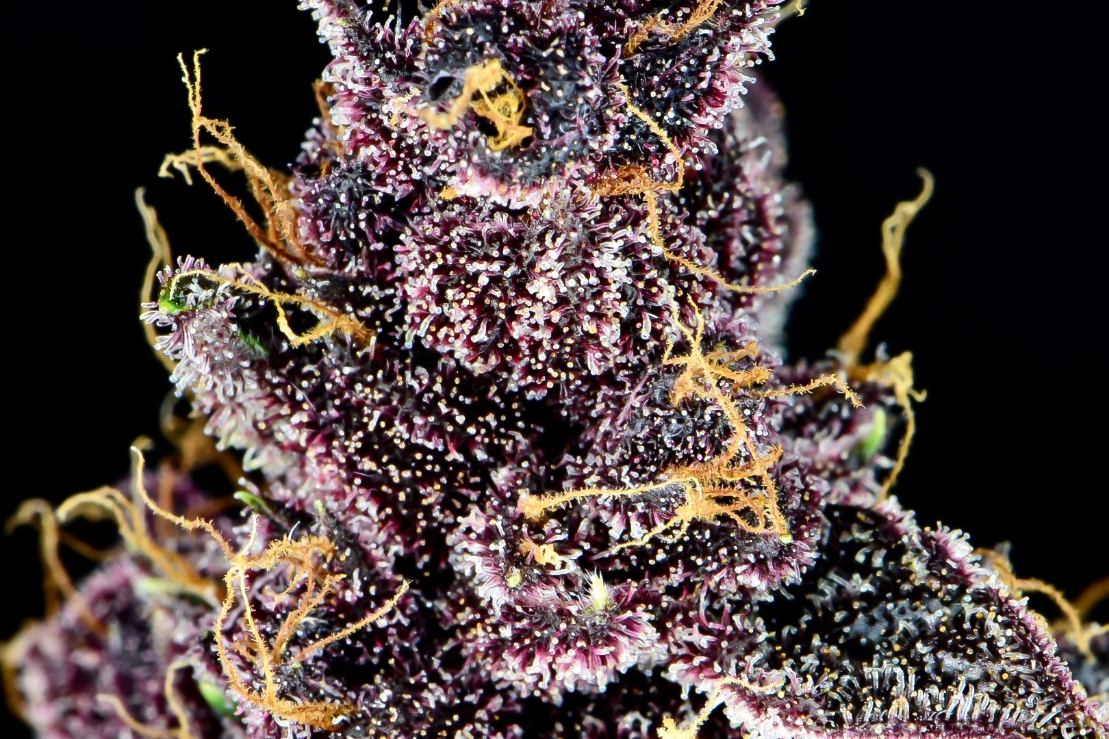 Fast Buds Purple Lemonade Auto
