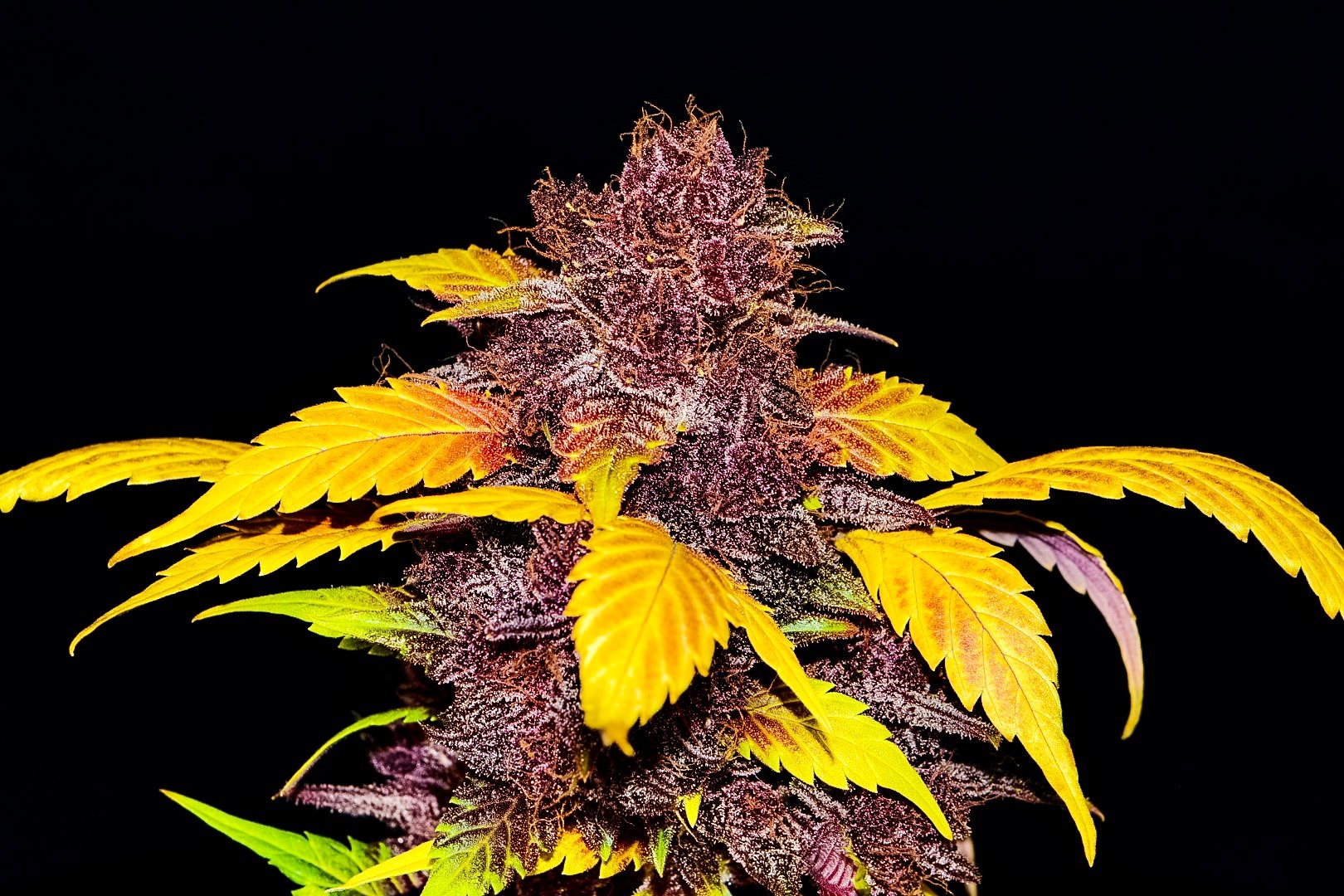 Fast Buds Purple Lemonade Auto