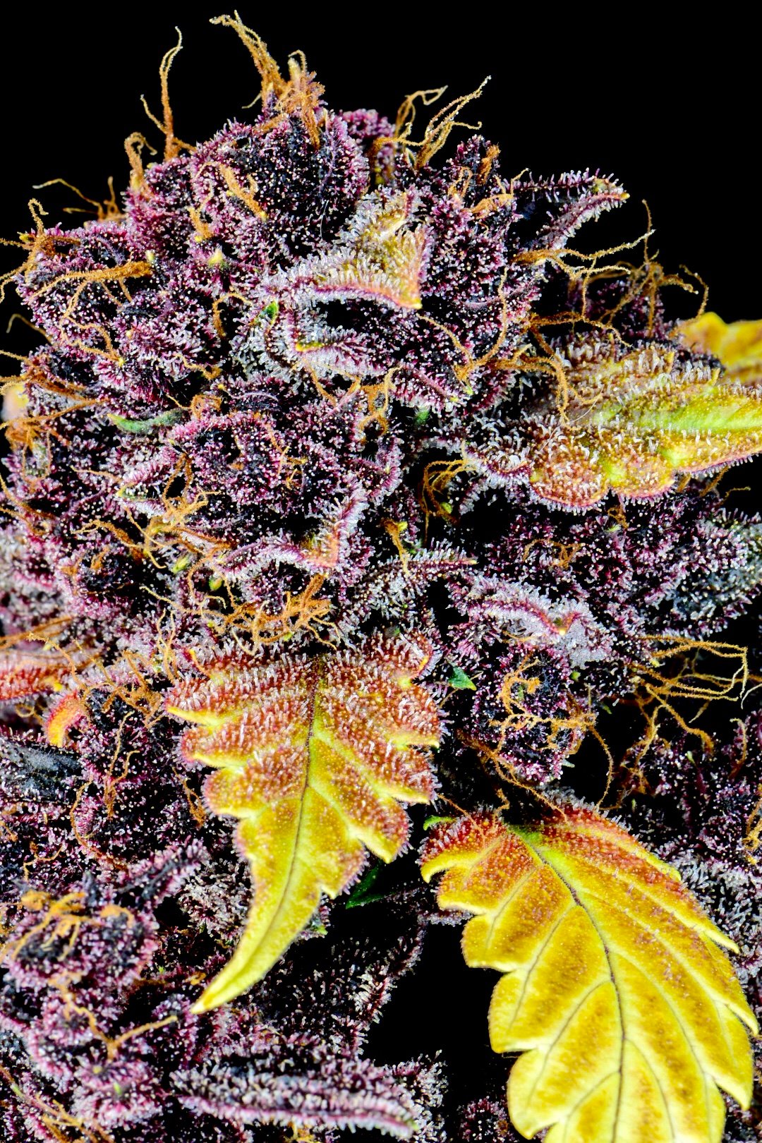 Fast Buds Purple Lemonade Auto