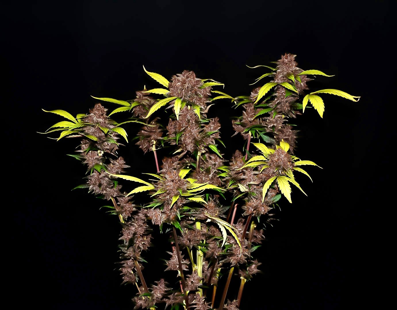 Fast Buds Purple Lemonade Auto