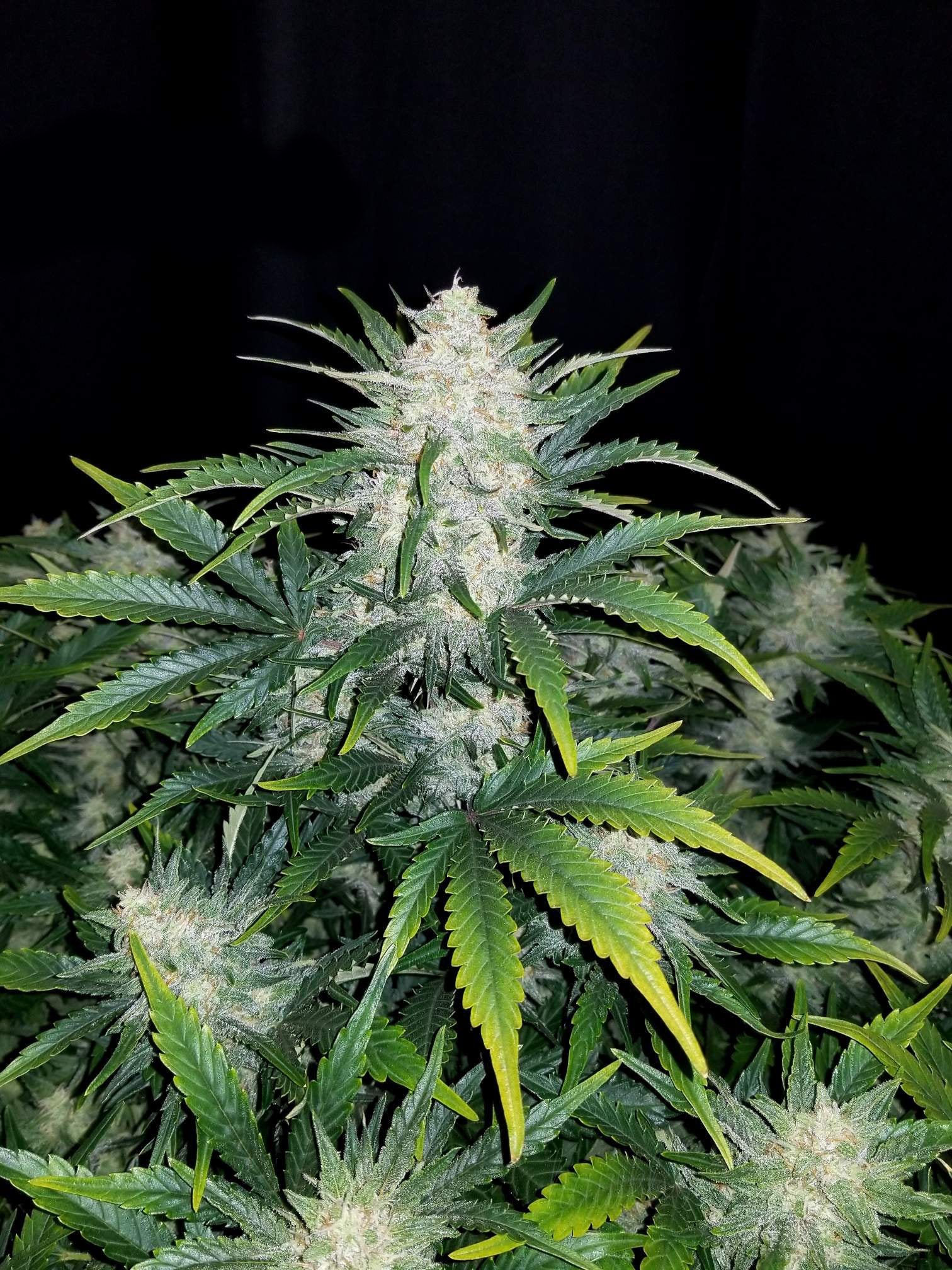 Fast Buds Rhino Ryder Auto
