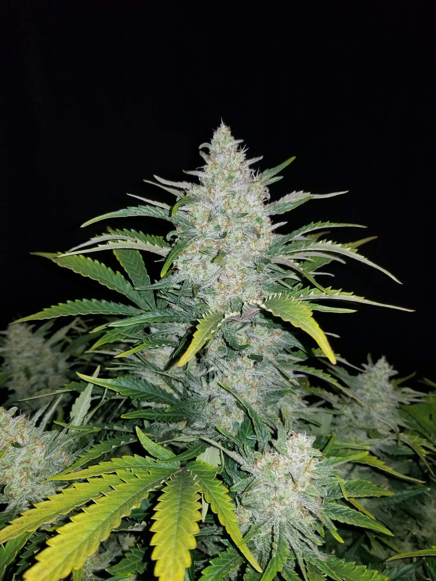 Fast Buds Rhino Ryder Auto