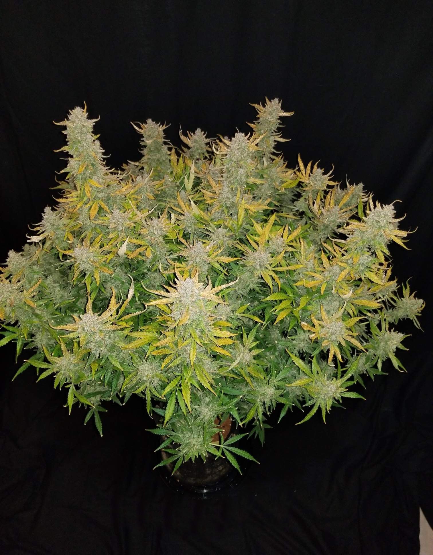 Fast Buds Rhino Ryder Auto