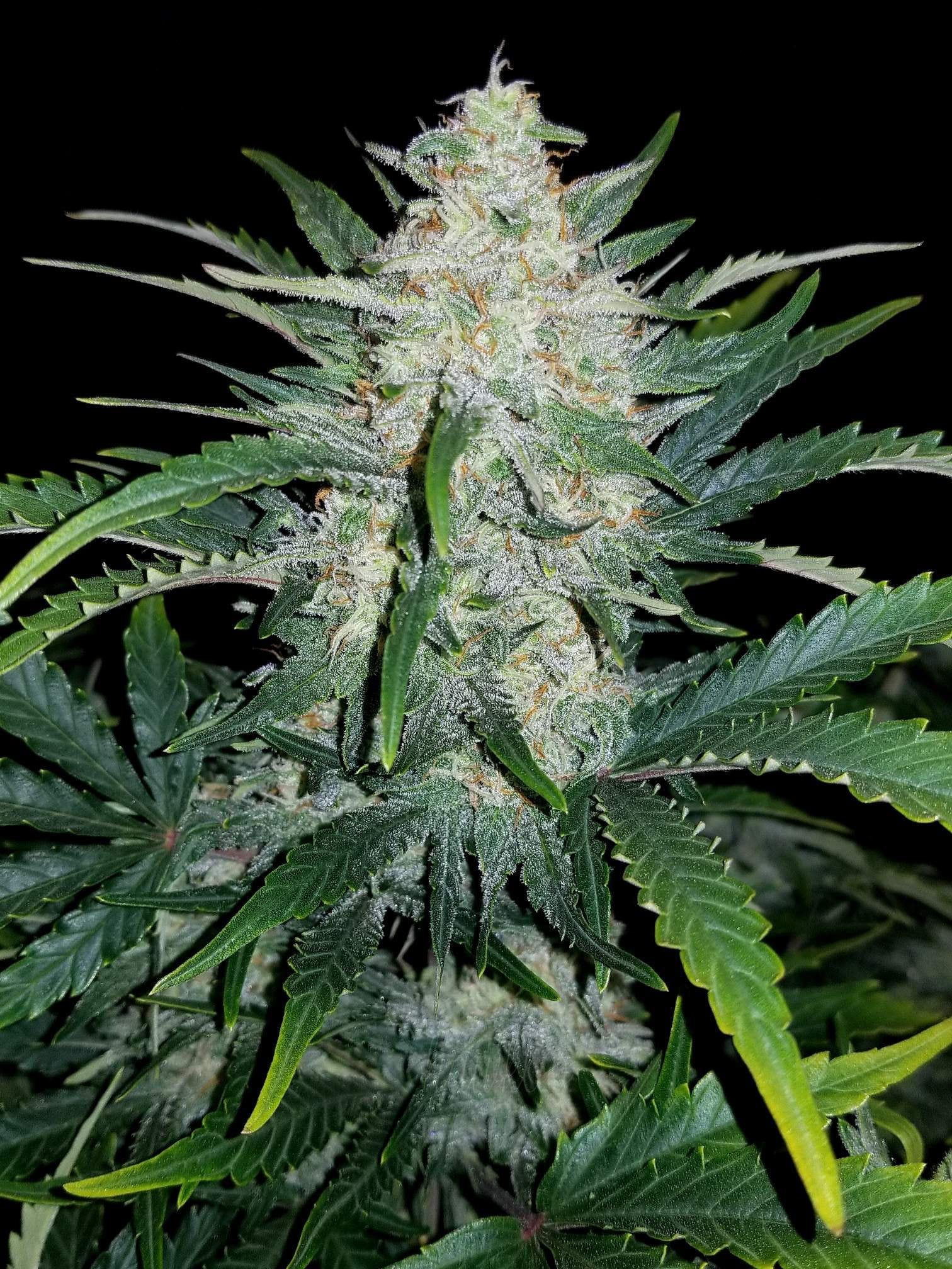 Fast Buds Rhino Ryder Auto