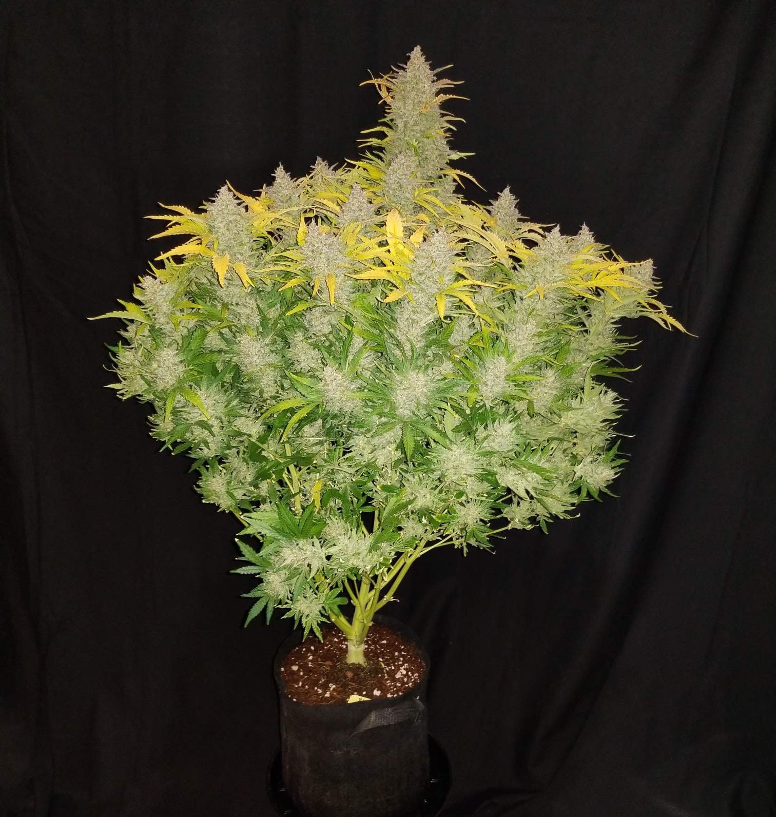 Fast Buds Rhino Ryder Auto