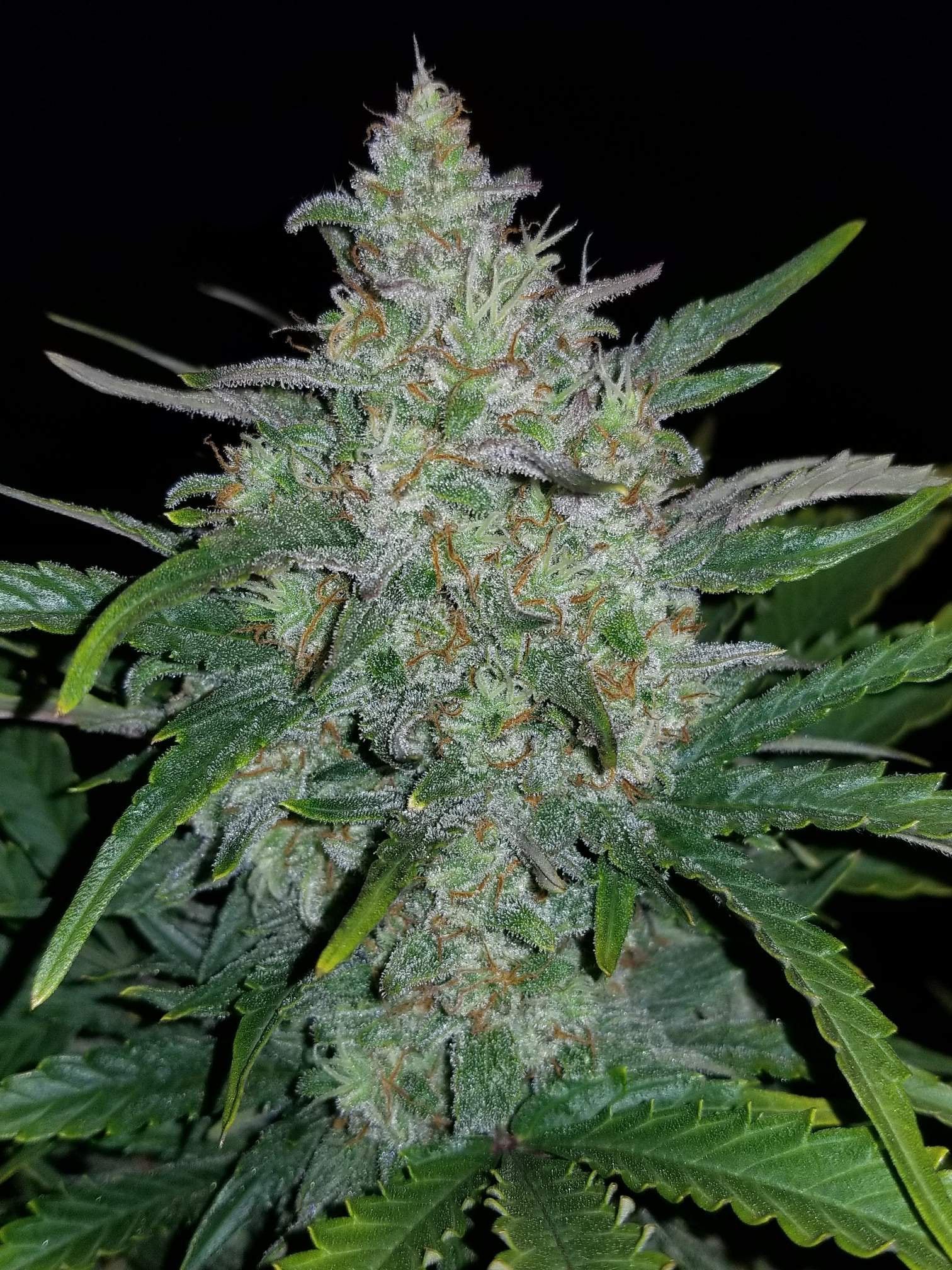 Fast Buds Rhino Ryder Auto