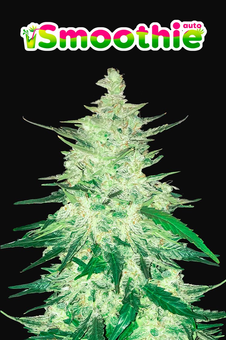 Fast Buds Smoothie Auto