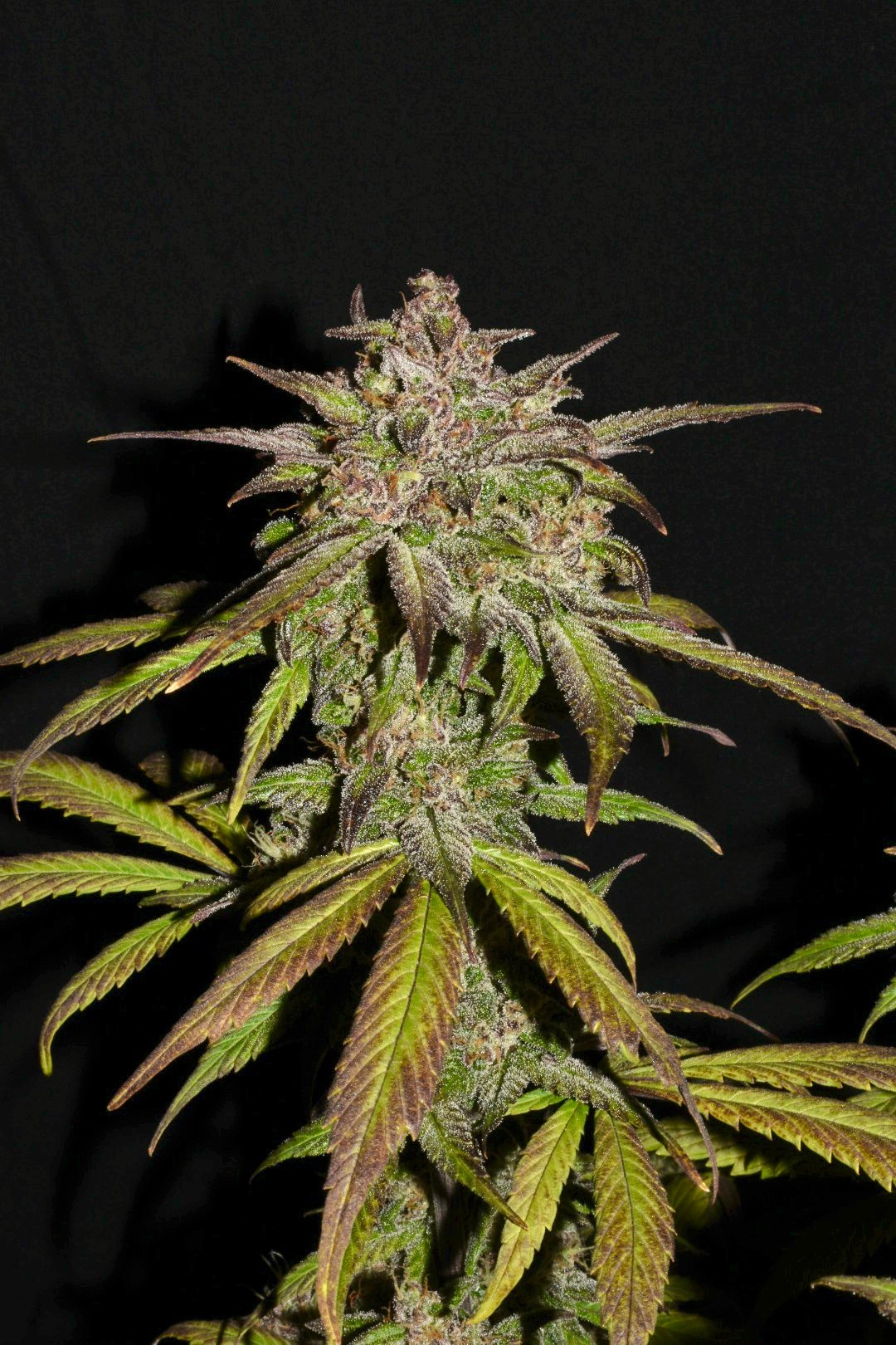 Fast Buds Smoothie Auto