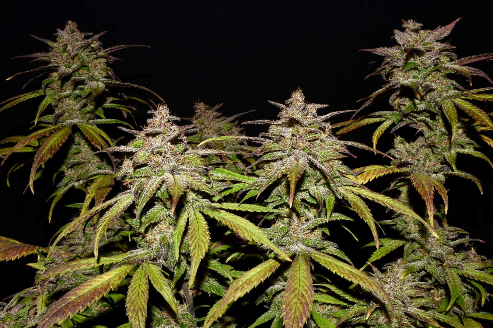 Fast Buds Smoothie Auto