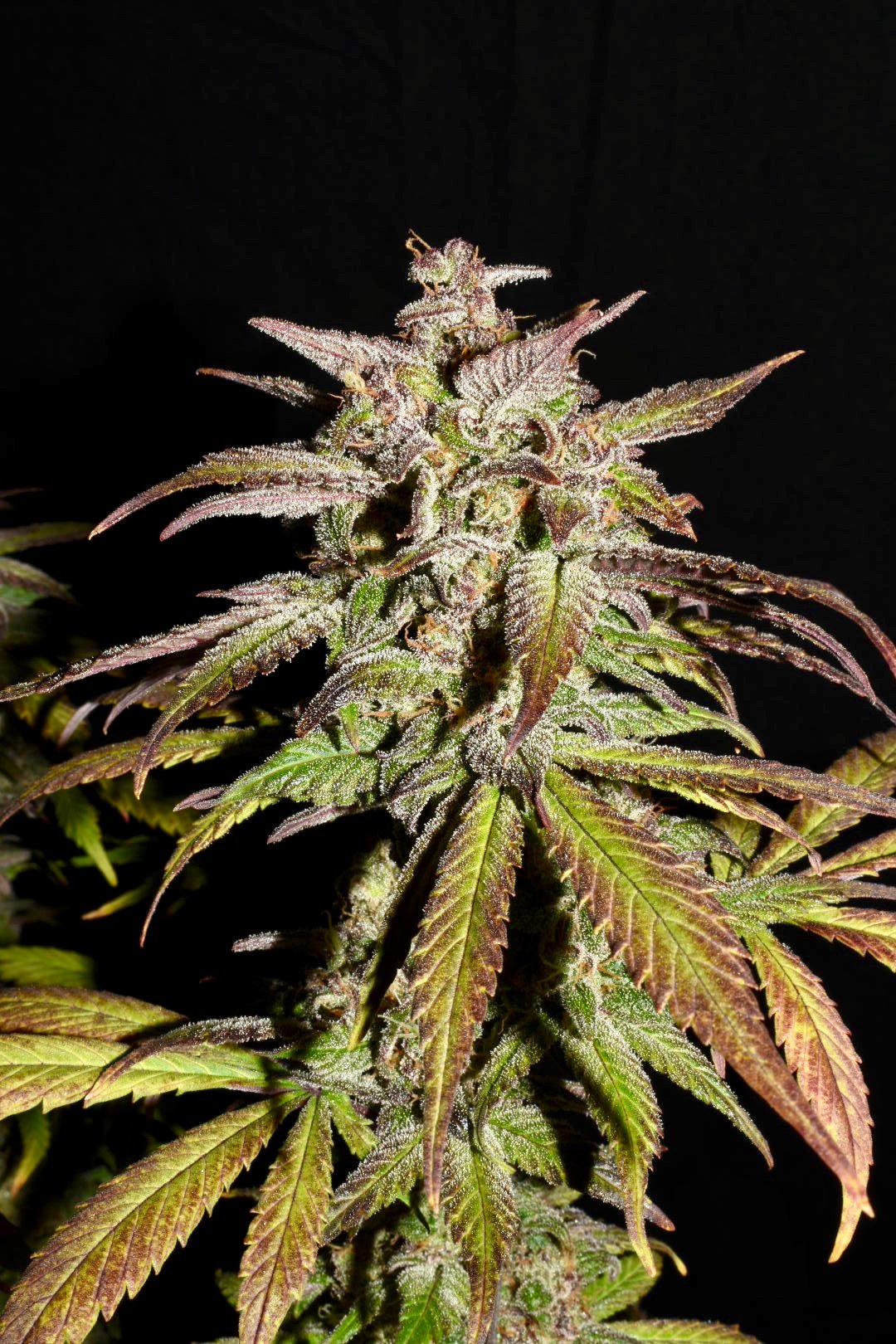 Fast Buds Smoothie Auto