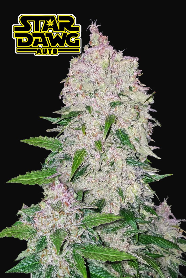 Fast Buds Stardawg Auto