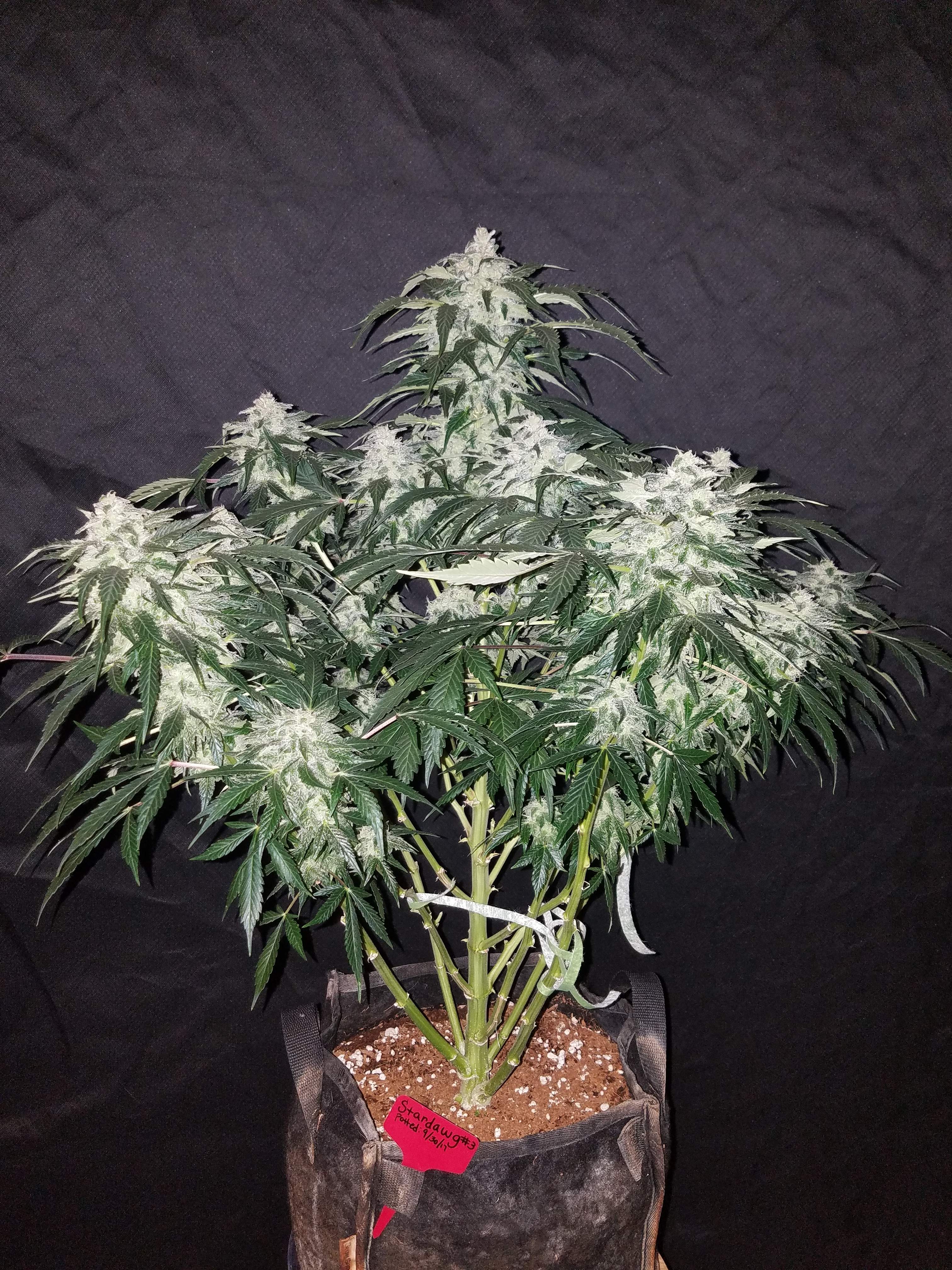 Fast Buds Stardawg Auto