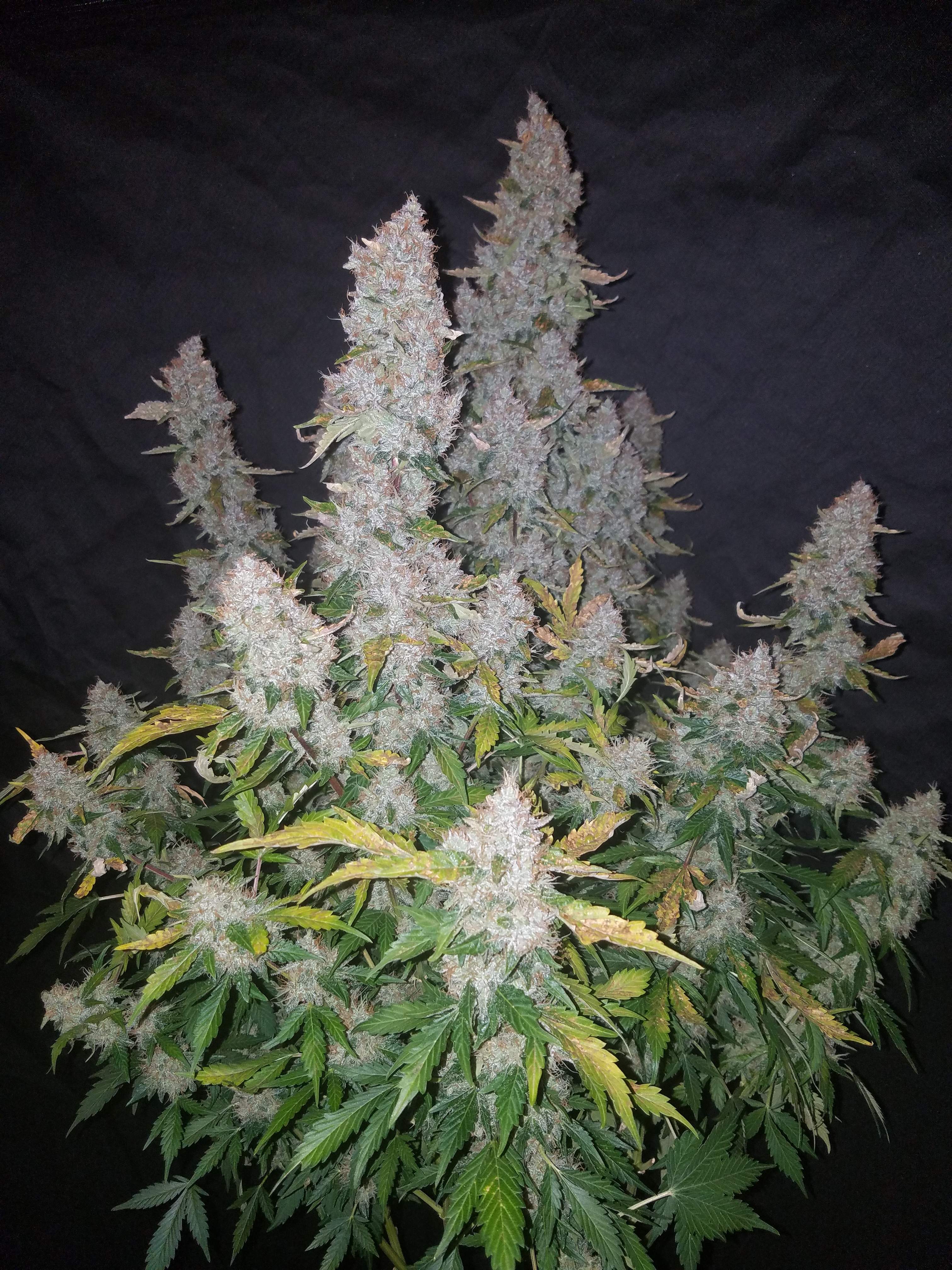 Fast Buds Stardawg Auto